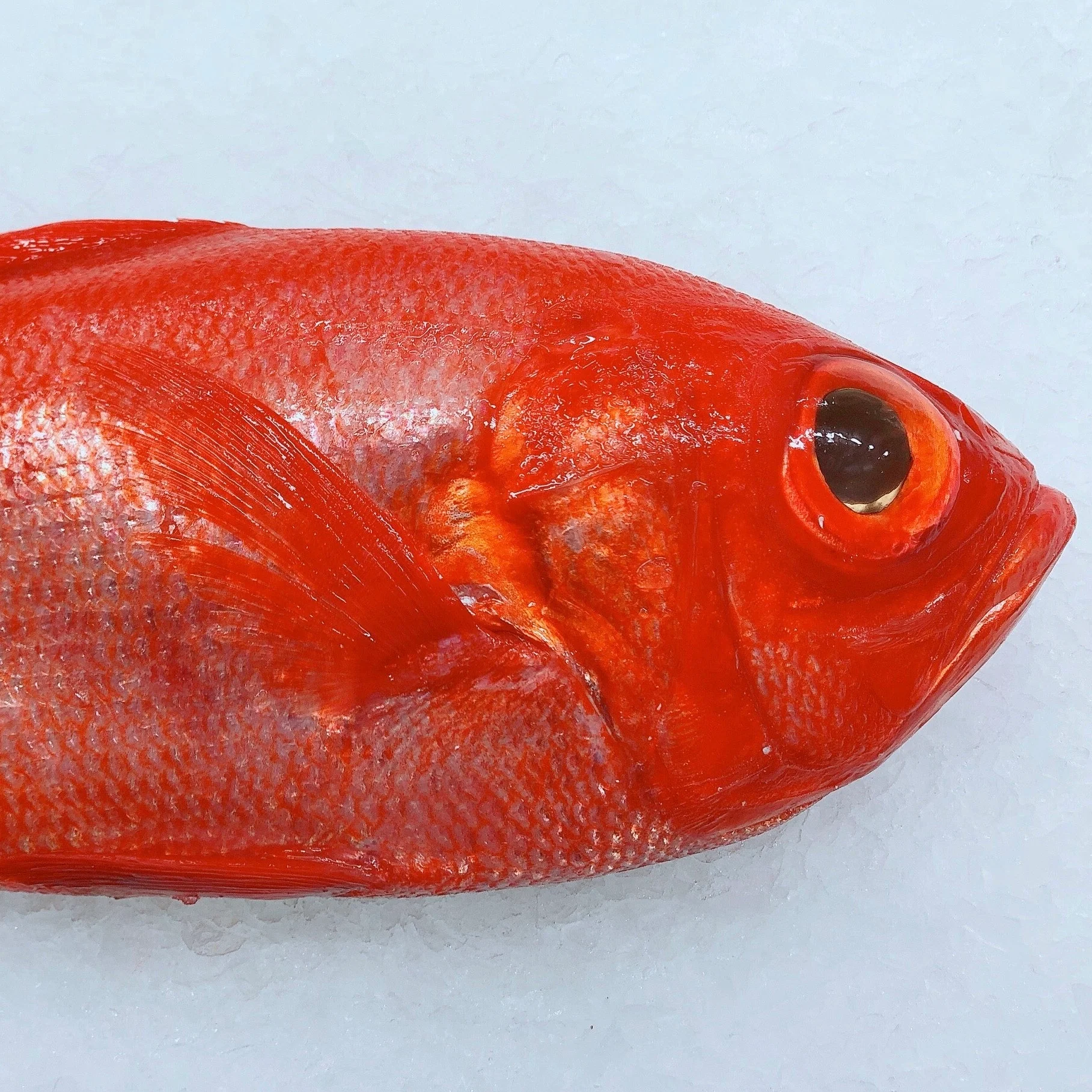 ALFONSINO 1.3KG - 1.5KG (1 FISH)