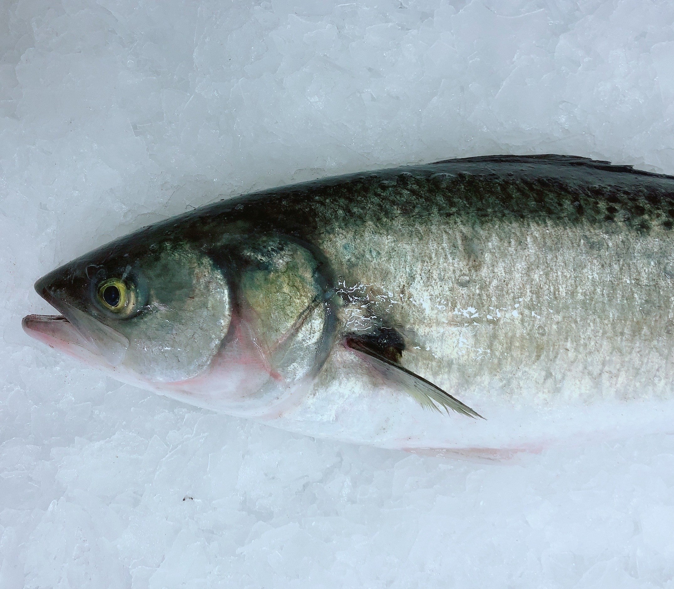 AUSTRALIAN SALMON 1.6KG - 1.8KG (1 FISH)