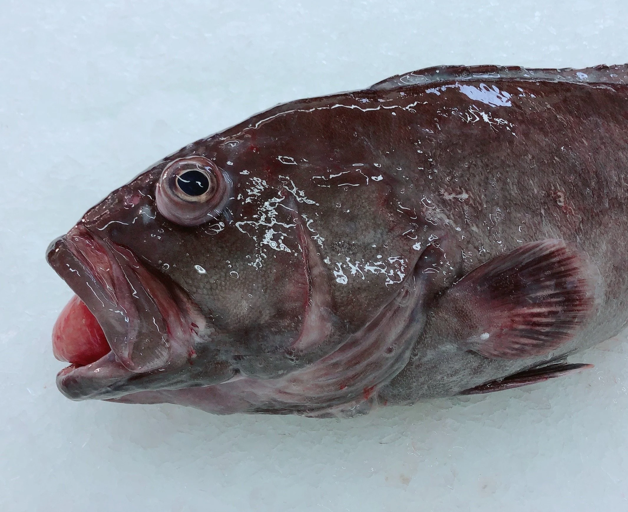 BAR COD 6KG - 10KG $47.99/KG
