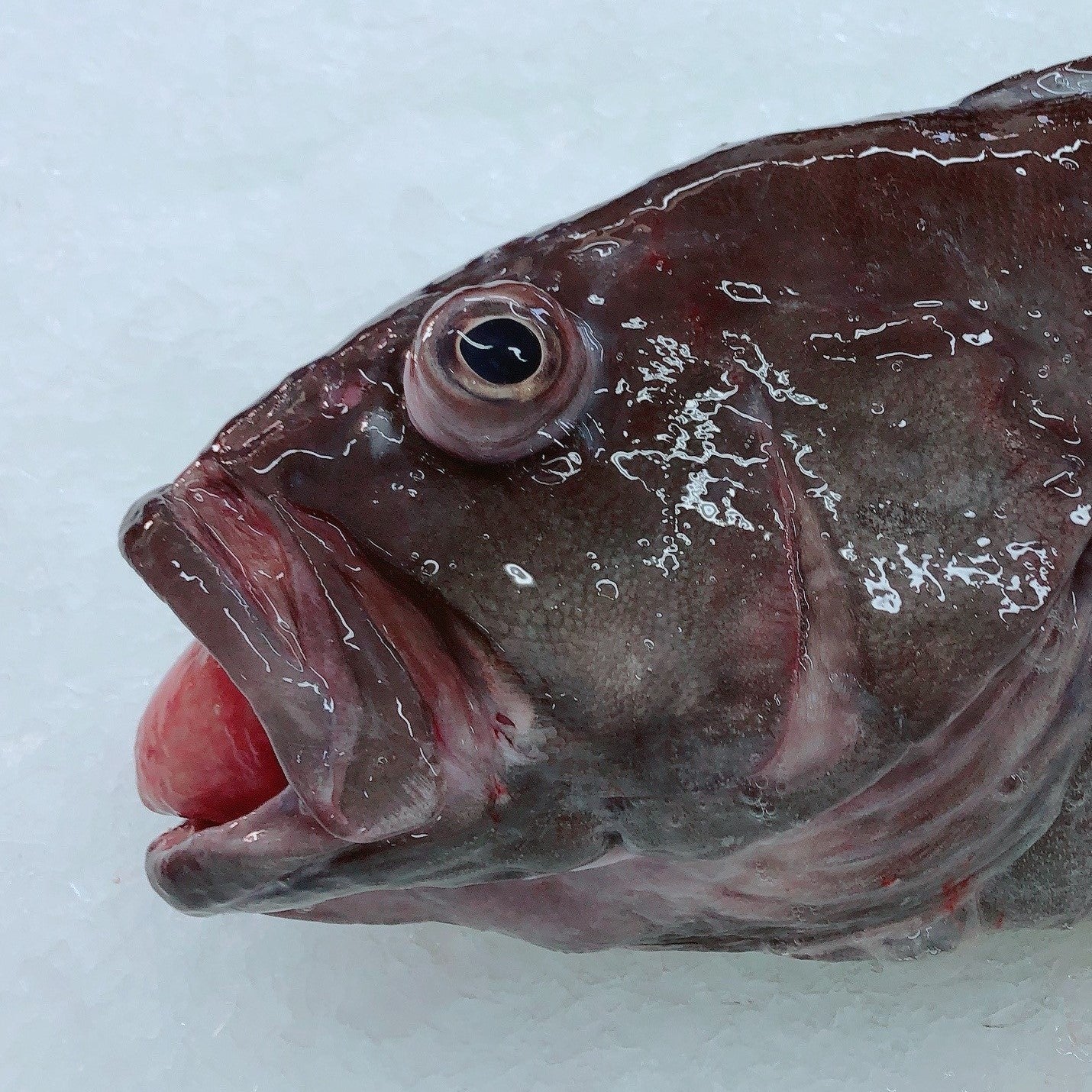 BAR COD/ BASS GROPER HEADS (MIN 2KG)