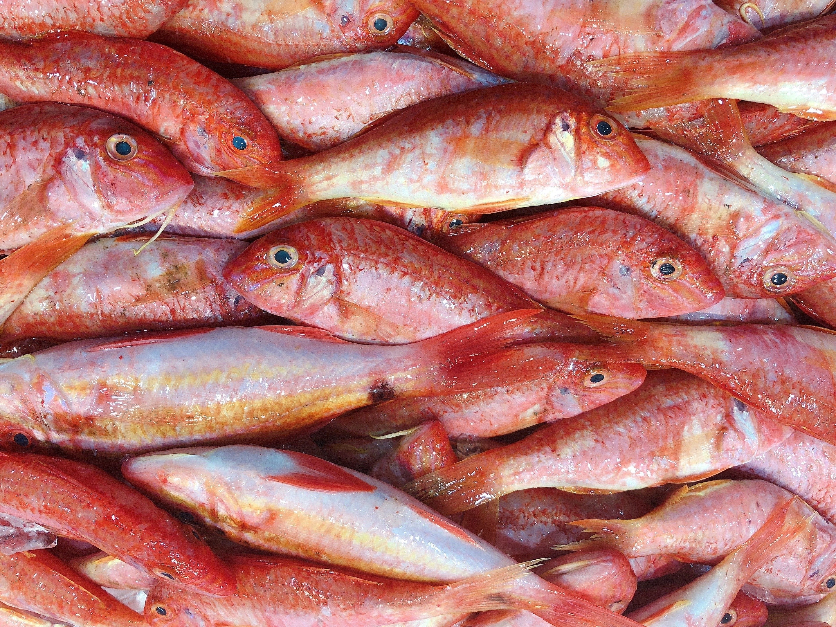 BARBOUNIA (GOATFISH) MIN 500G