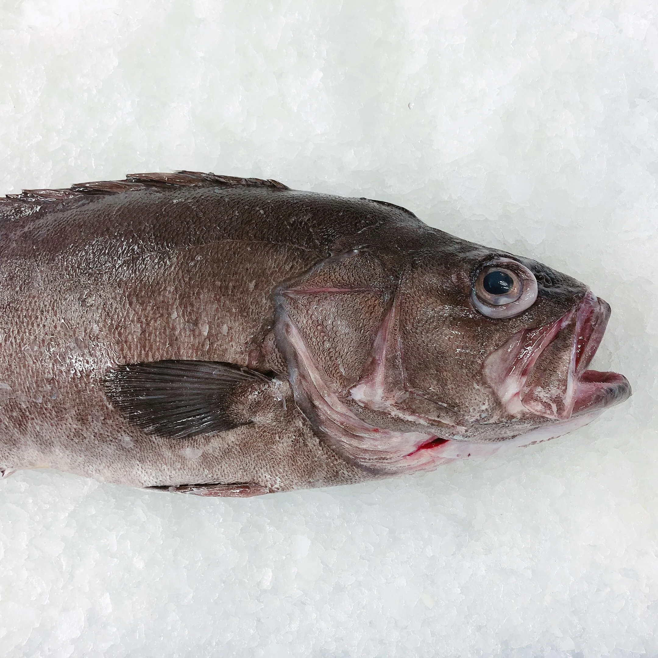 BASS GROPER 3.8KG - 8KG $59.99/KG