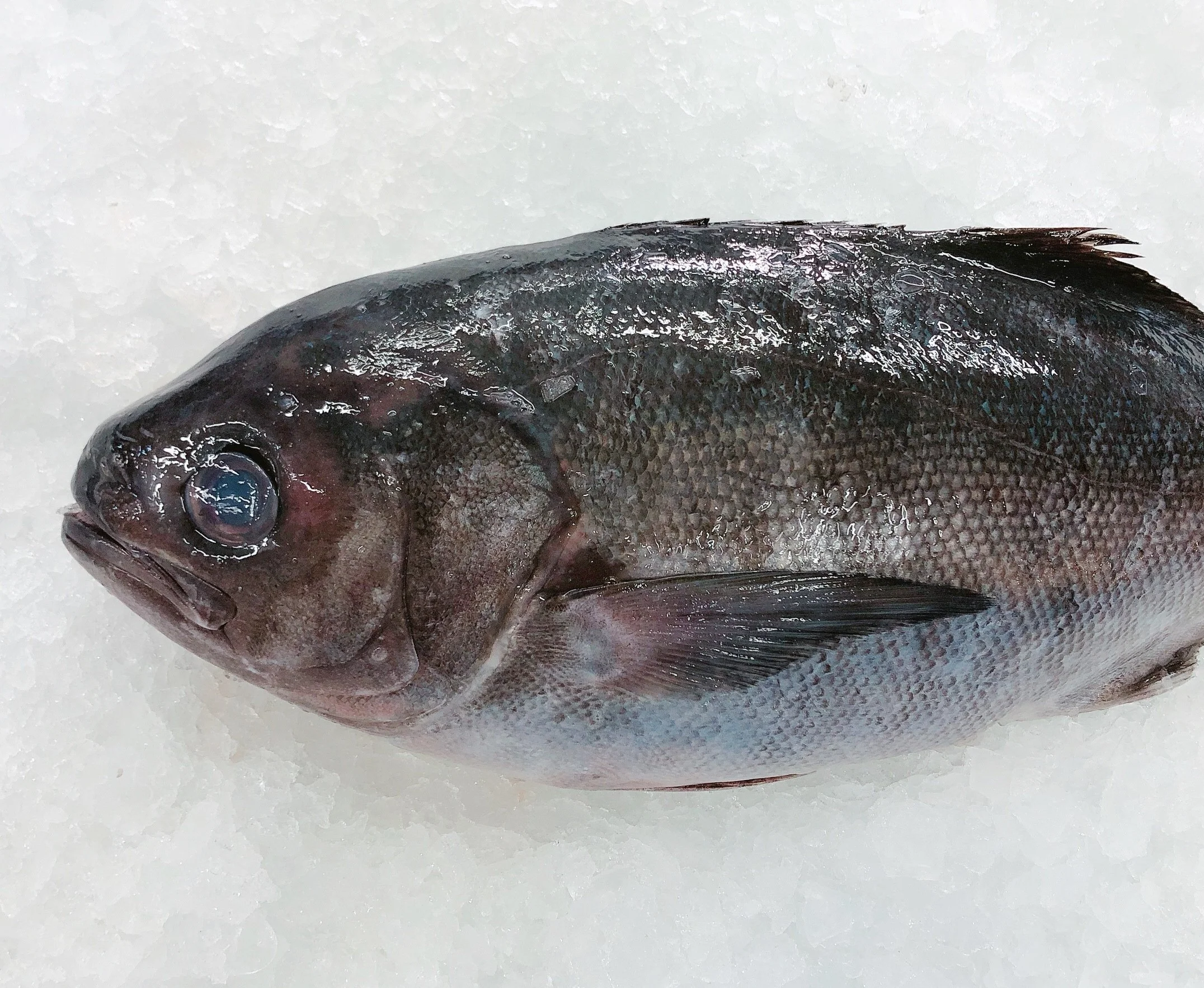 BLUE EYE TREVALLA 2.8KG - 3KG (1 FISH)