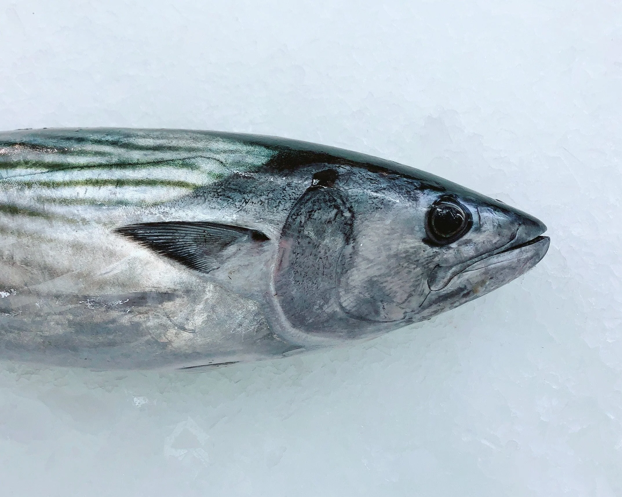 BONITO 800G - 1KG (1 FISH)