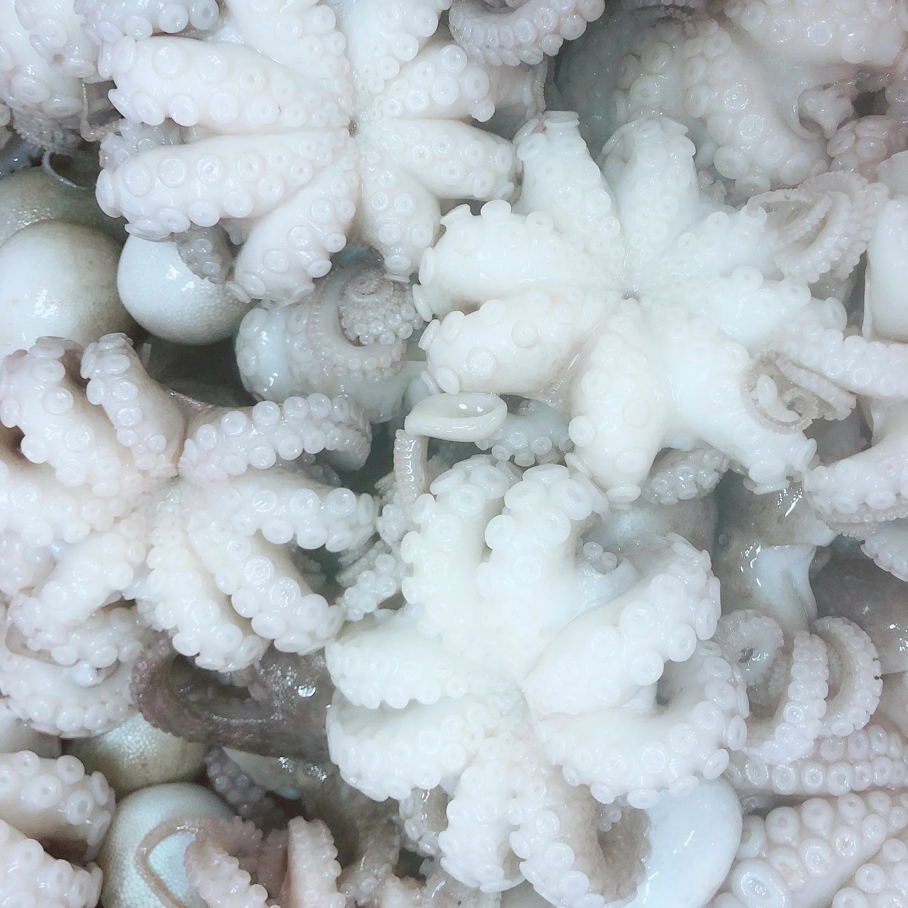 BULK PURCHASE BABY OCTOPUS (10KG)