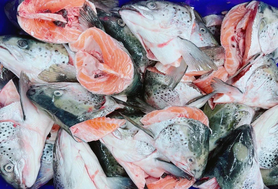 BULK PURCHASE HUON SALMON HEADS GILLED AND HALVED (10PC)