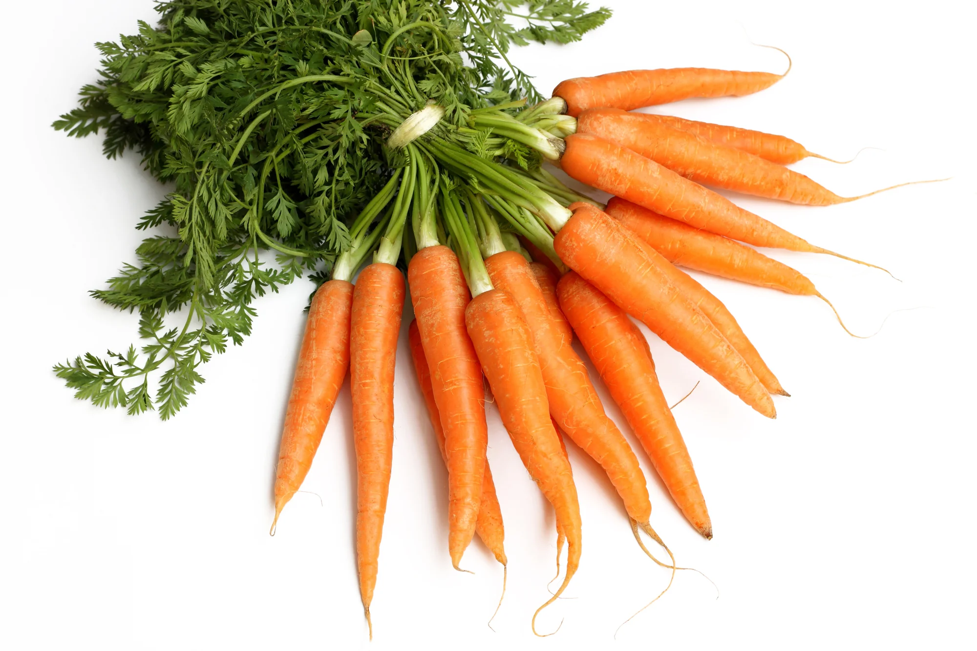 CARROTS DUTCH (1 BUNCH)