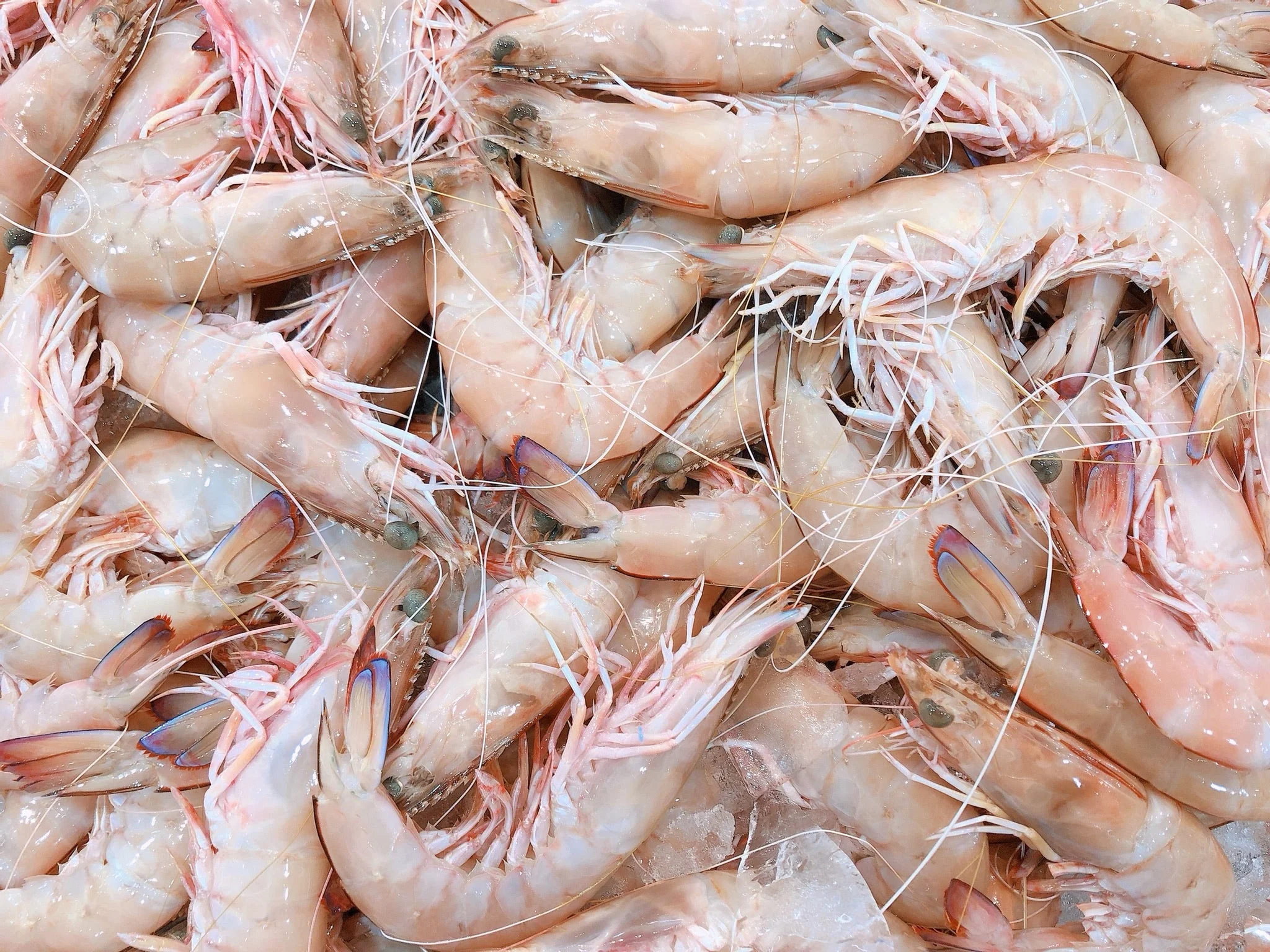 CLARENCE RIVER XXXL GREEN KING PRAWNS (MIN 500G)