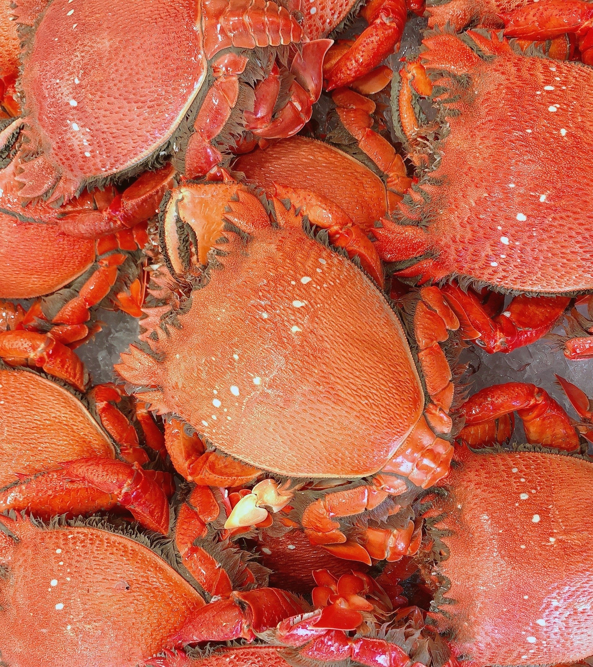 COOKED SPANNER CRABS 600G - 800G (1 CRAB)