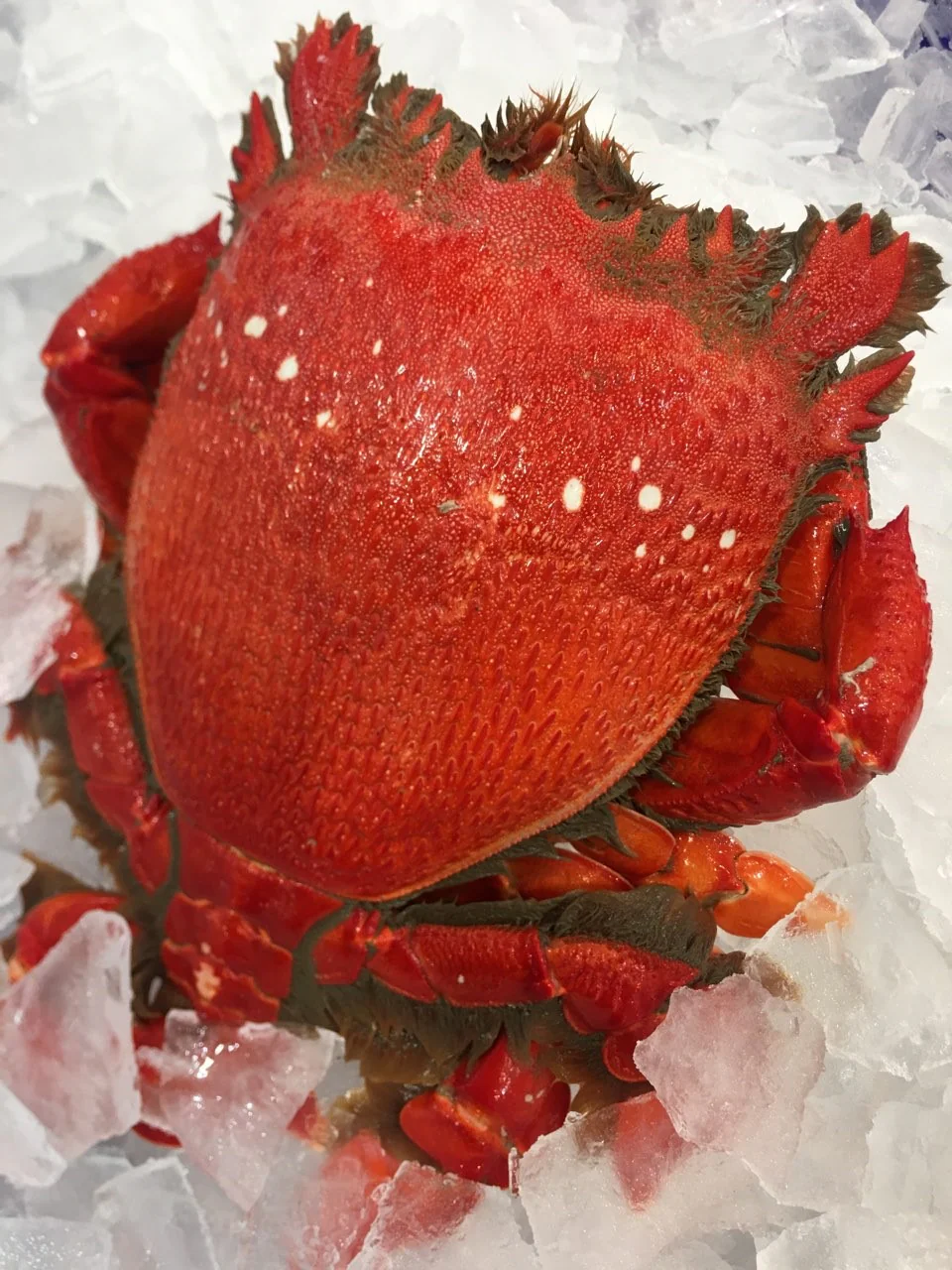 COOKED SPANNER CRABS 600G - 800G (1 CRAB) - Image 2