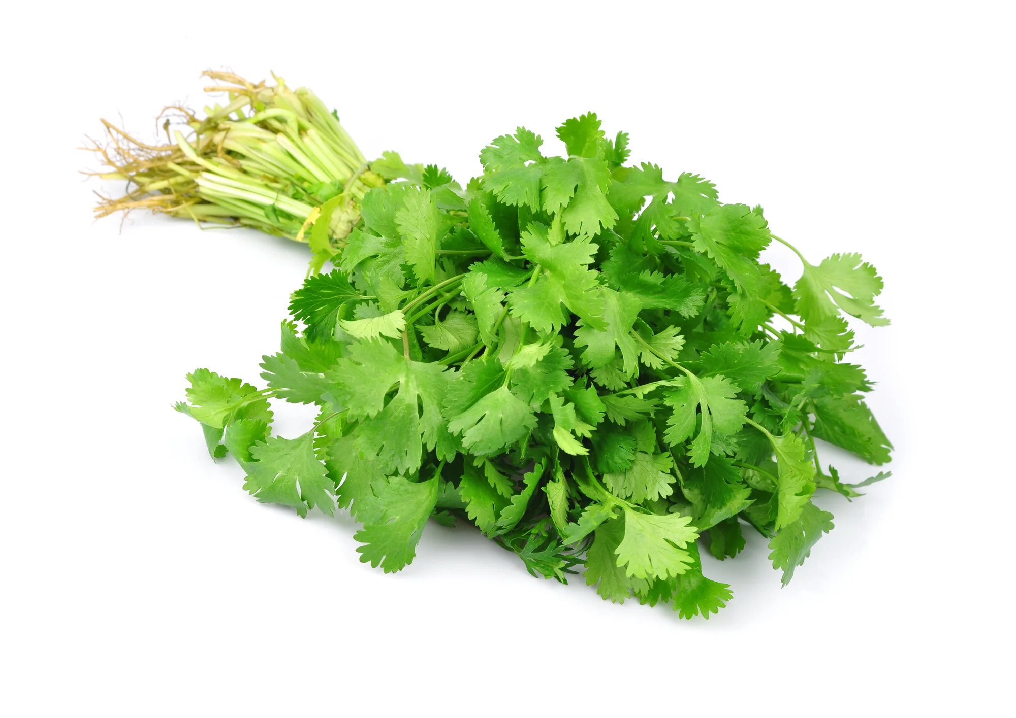 CORIANDER (1 BUNCH)