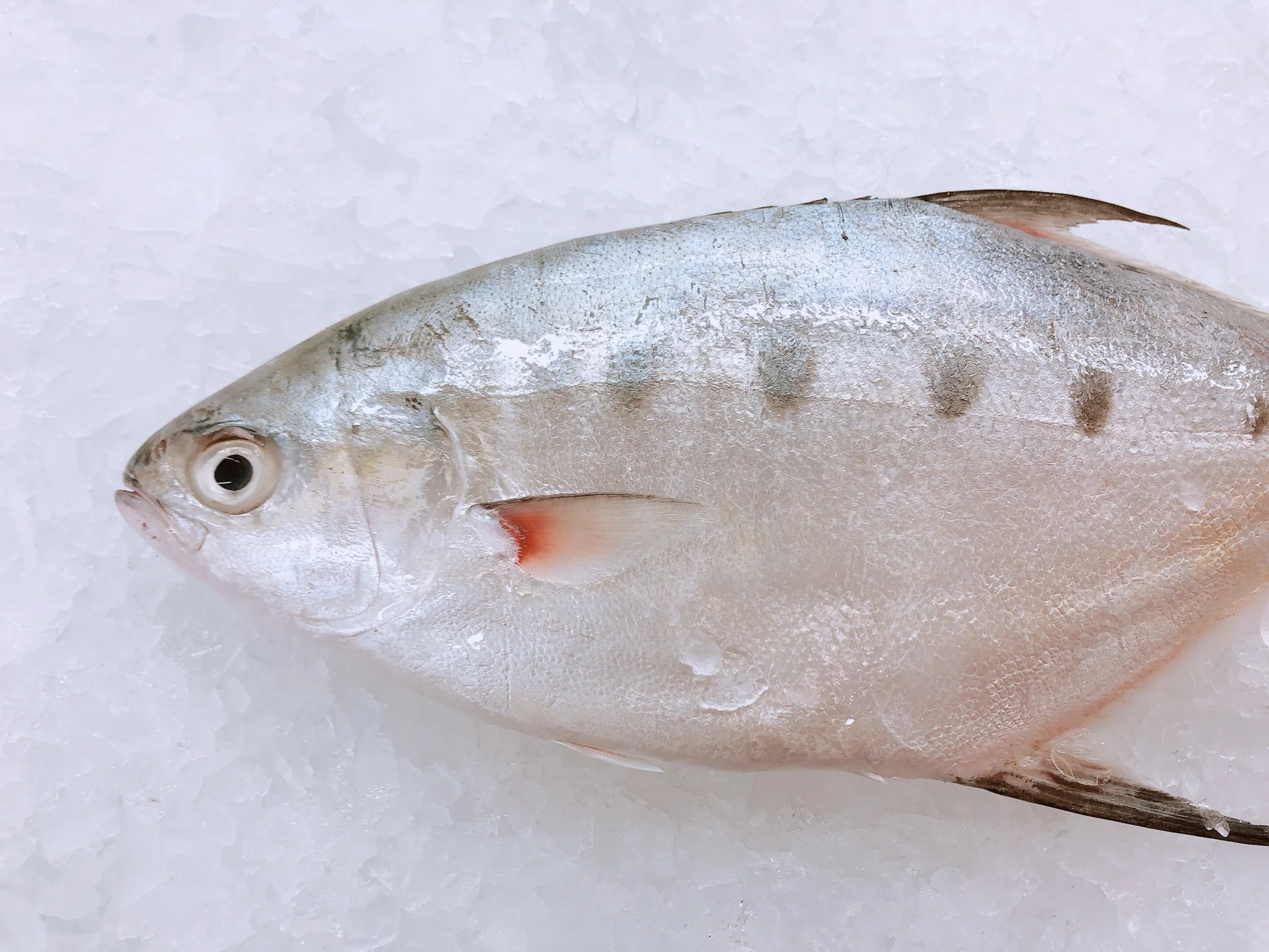DART FISH (MIN 1KG)