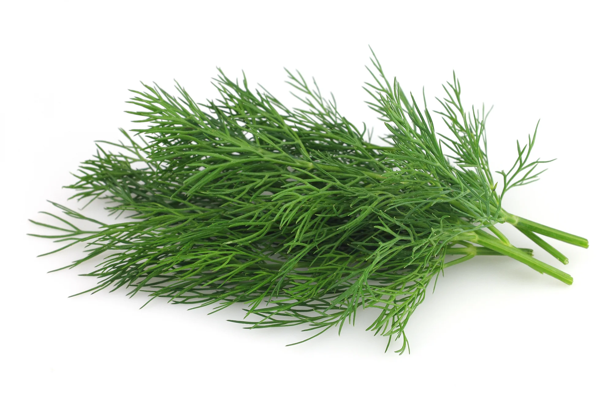 DILL (1 BUNCH)