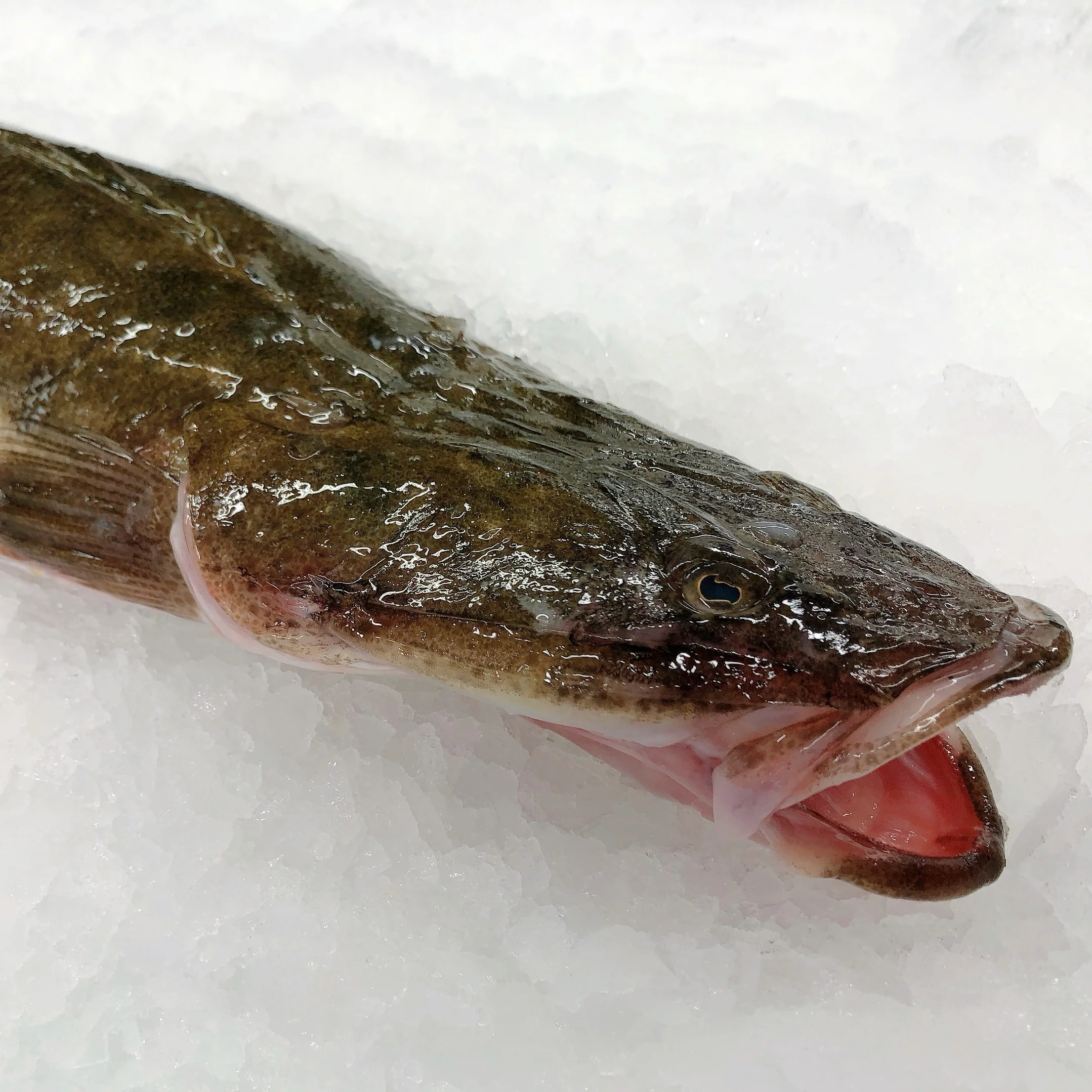 DUSKY FLATHEAD 900G - 1.1KG (1 FISH)