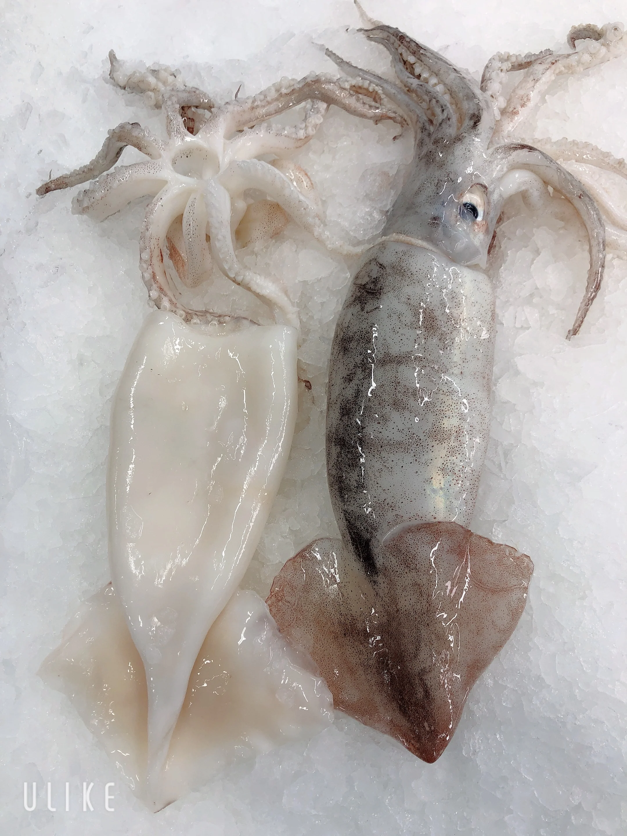 FEE - CUTTLEFISH CALAMARI AND SQUID CLEANING FEE (MIN 500G)