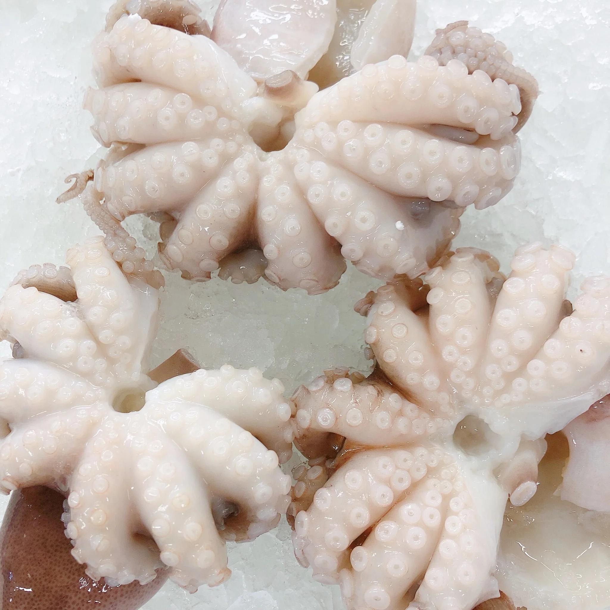 FEE - OCTOPUS CLEANING FEE  (10KG)