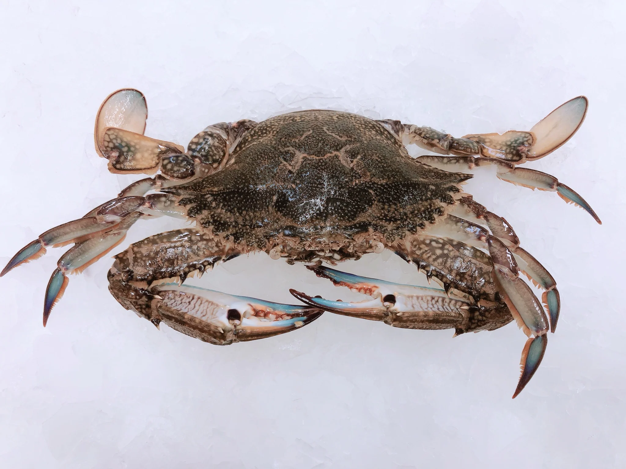 FEMALE GREEN BLUE SWIMMER CRABS 200G - 300G (1 CRAB)