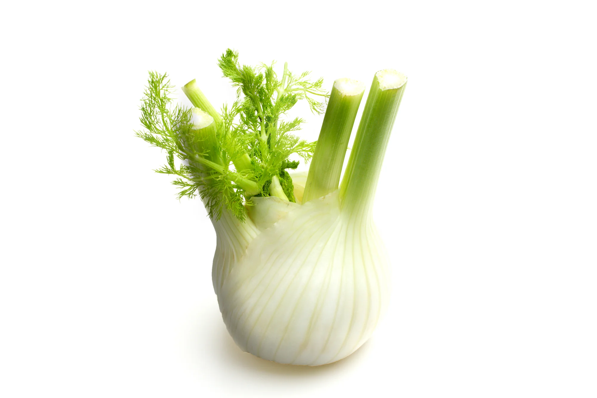FENNEL (1 EACH)