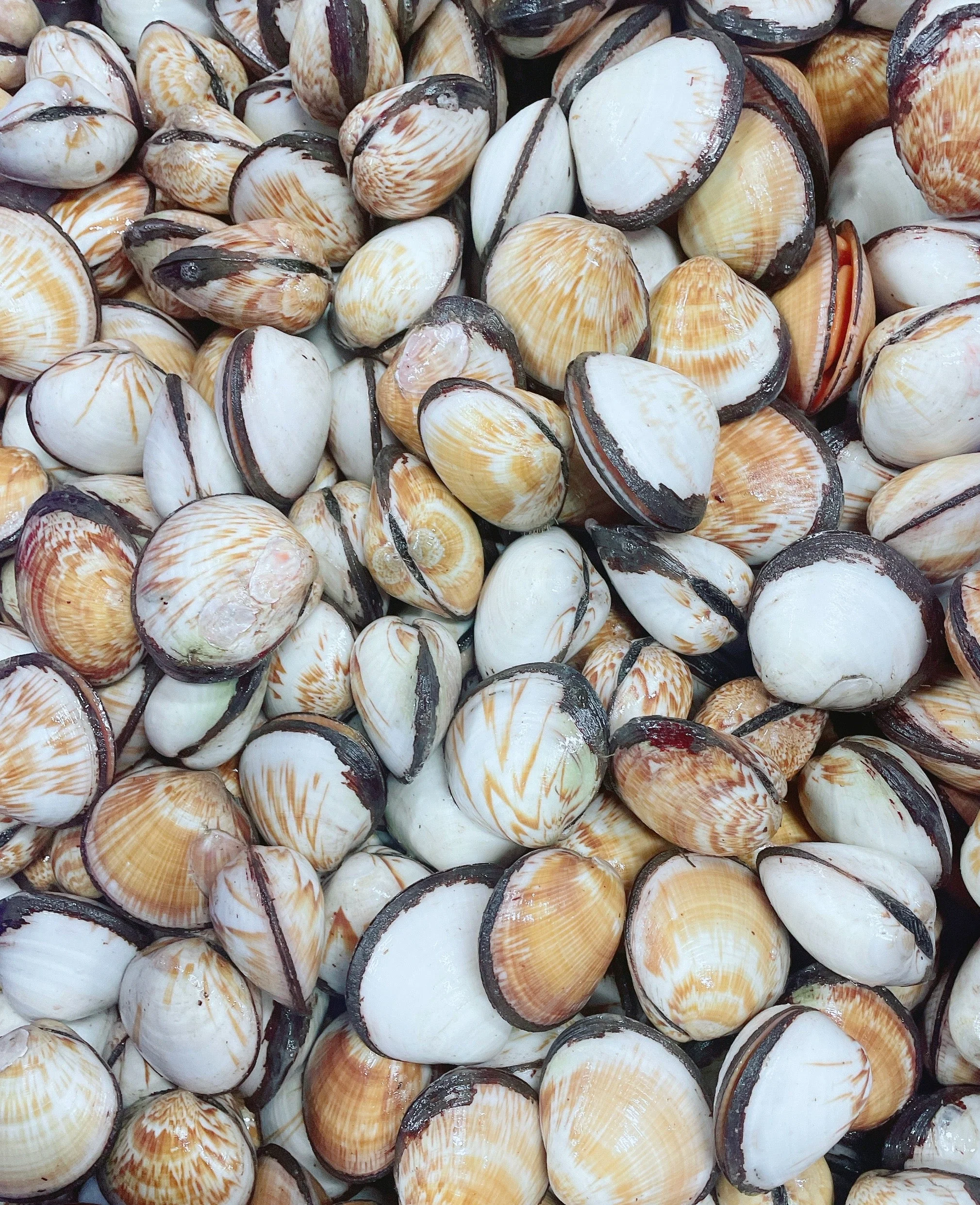 FLAME COCKLES (MIN 500G)