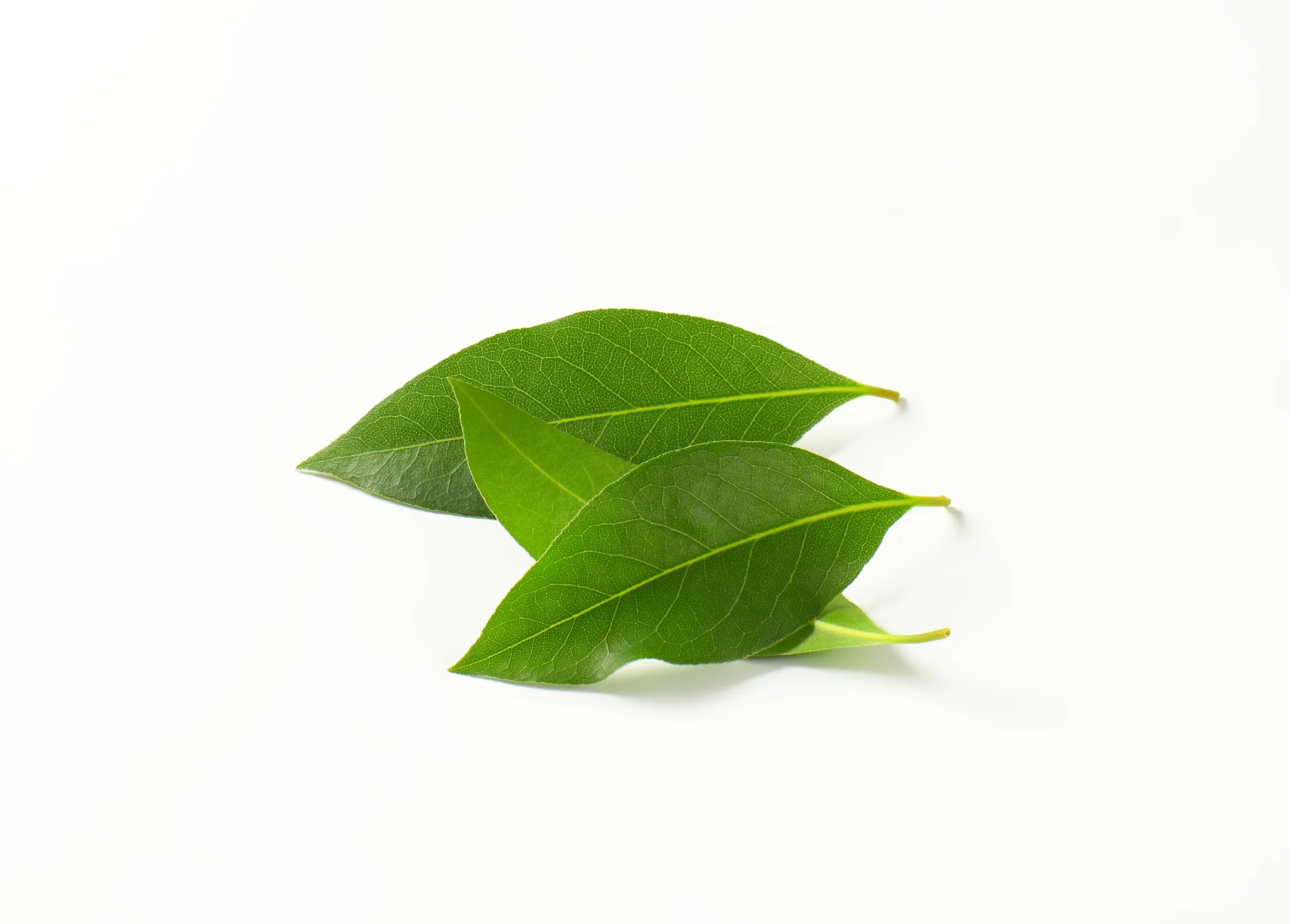 FRESH BAY LEAVES (20G)
