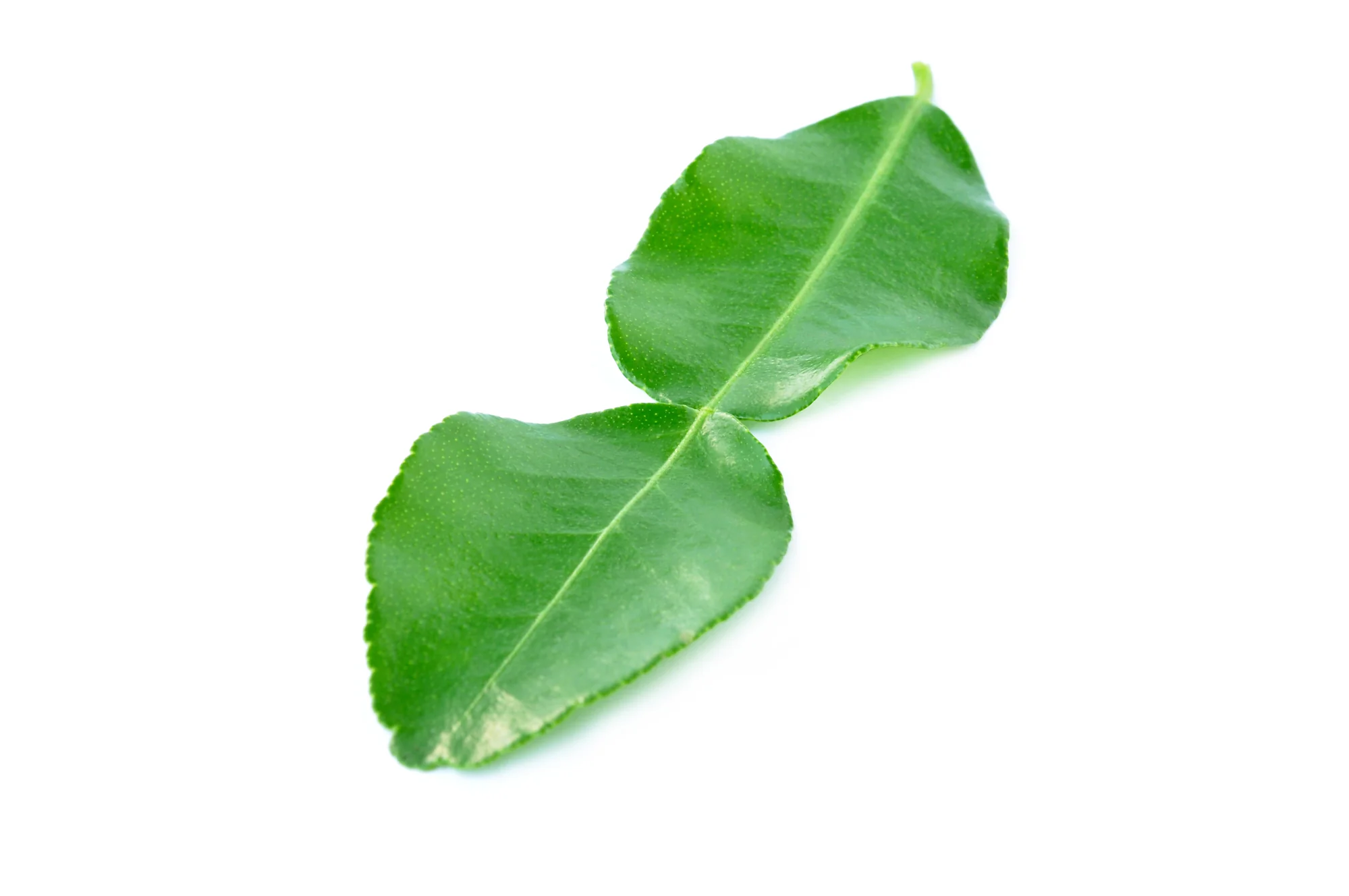 FRESH LIME LEAVES (10G)
