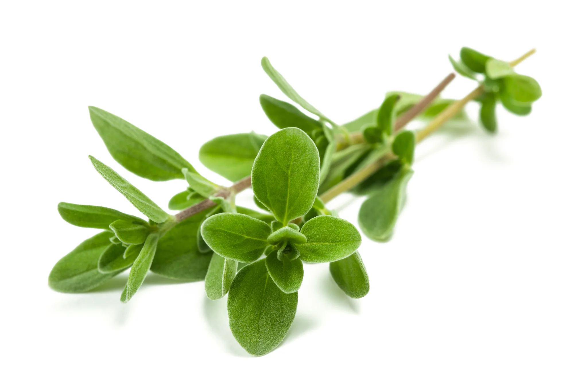 FRESH MARJORAM (20G)