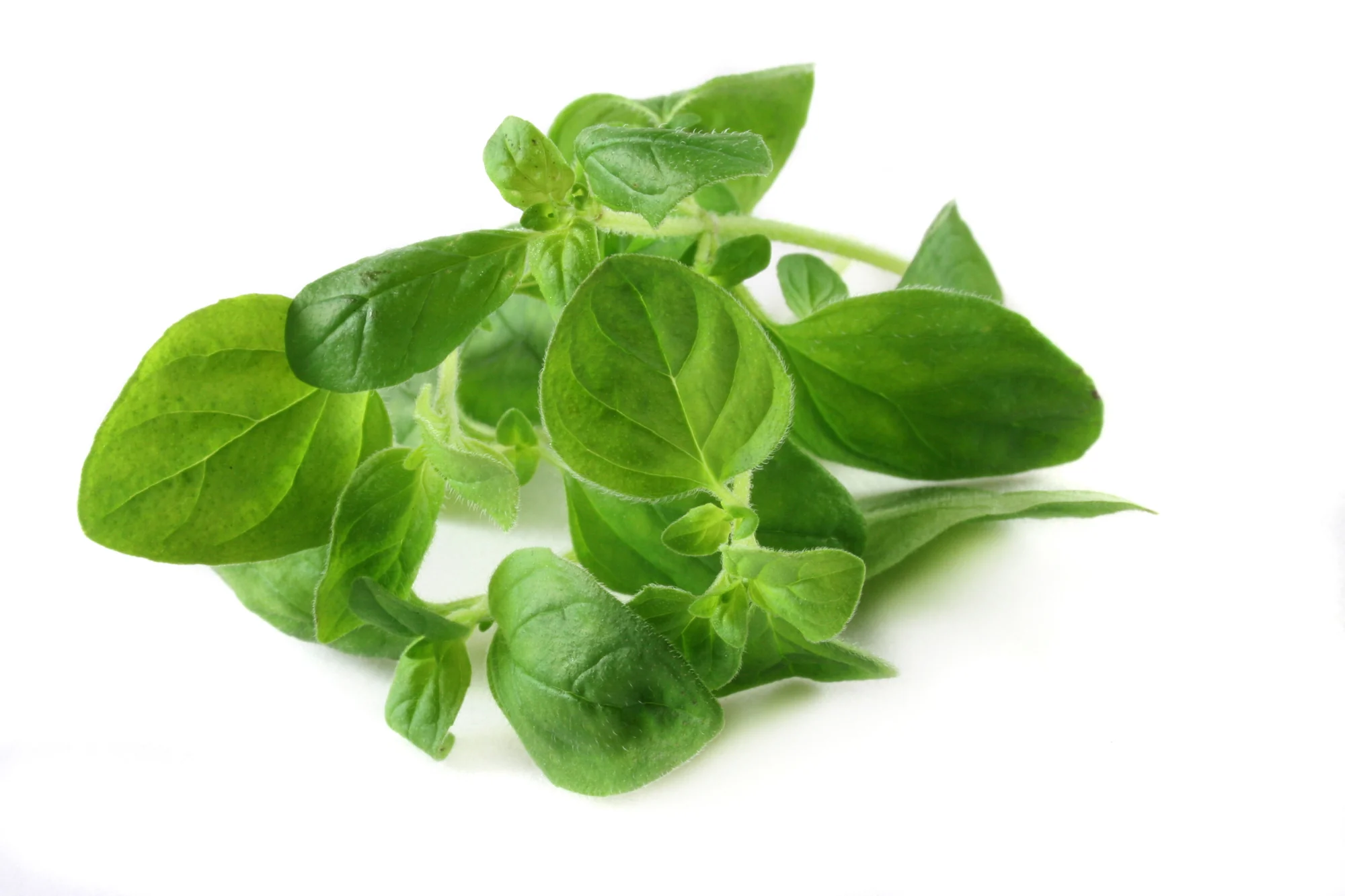 FRESH OREGANO (20G)