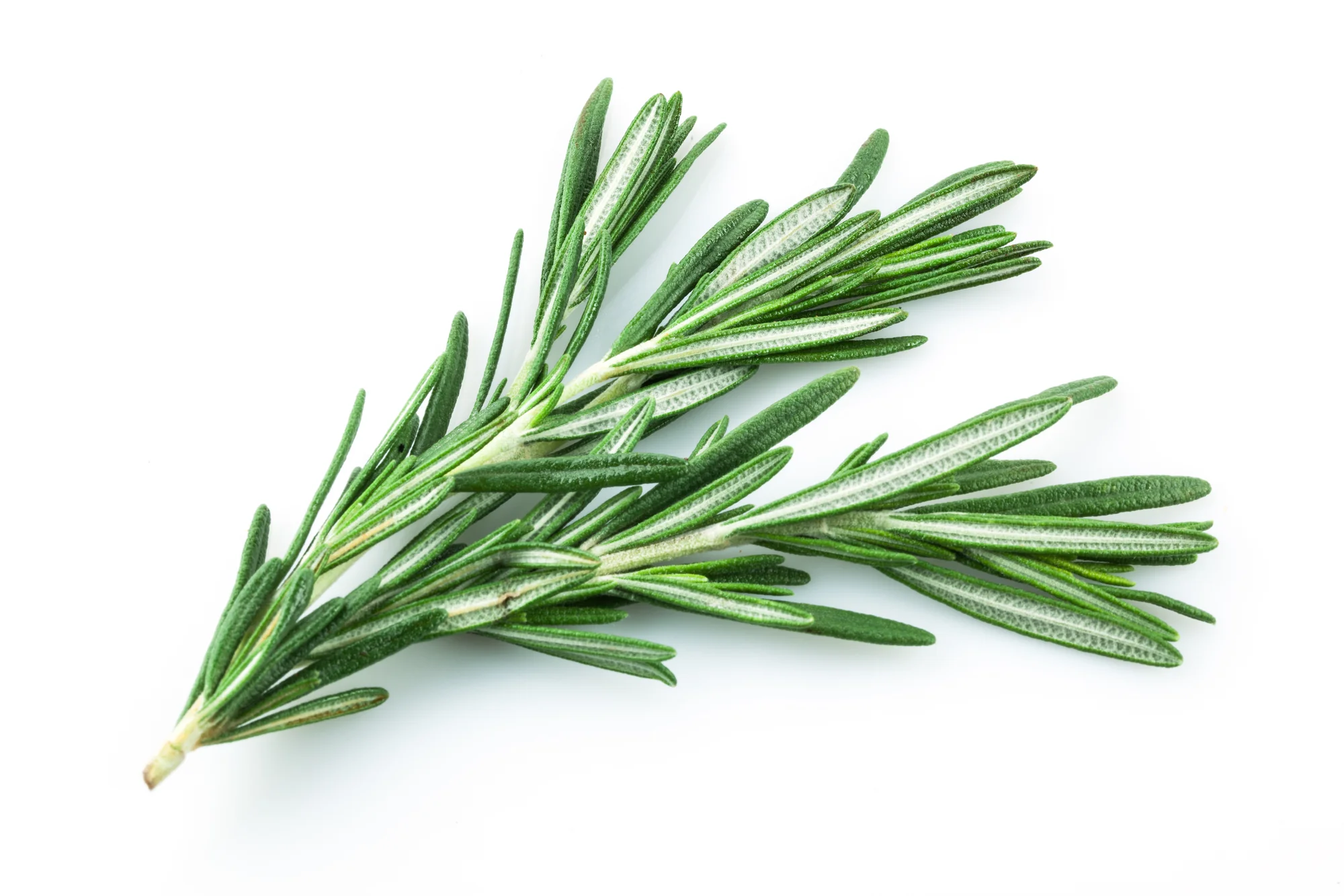 FRESH ROSEMARY (20G)