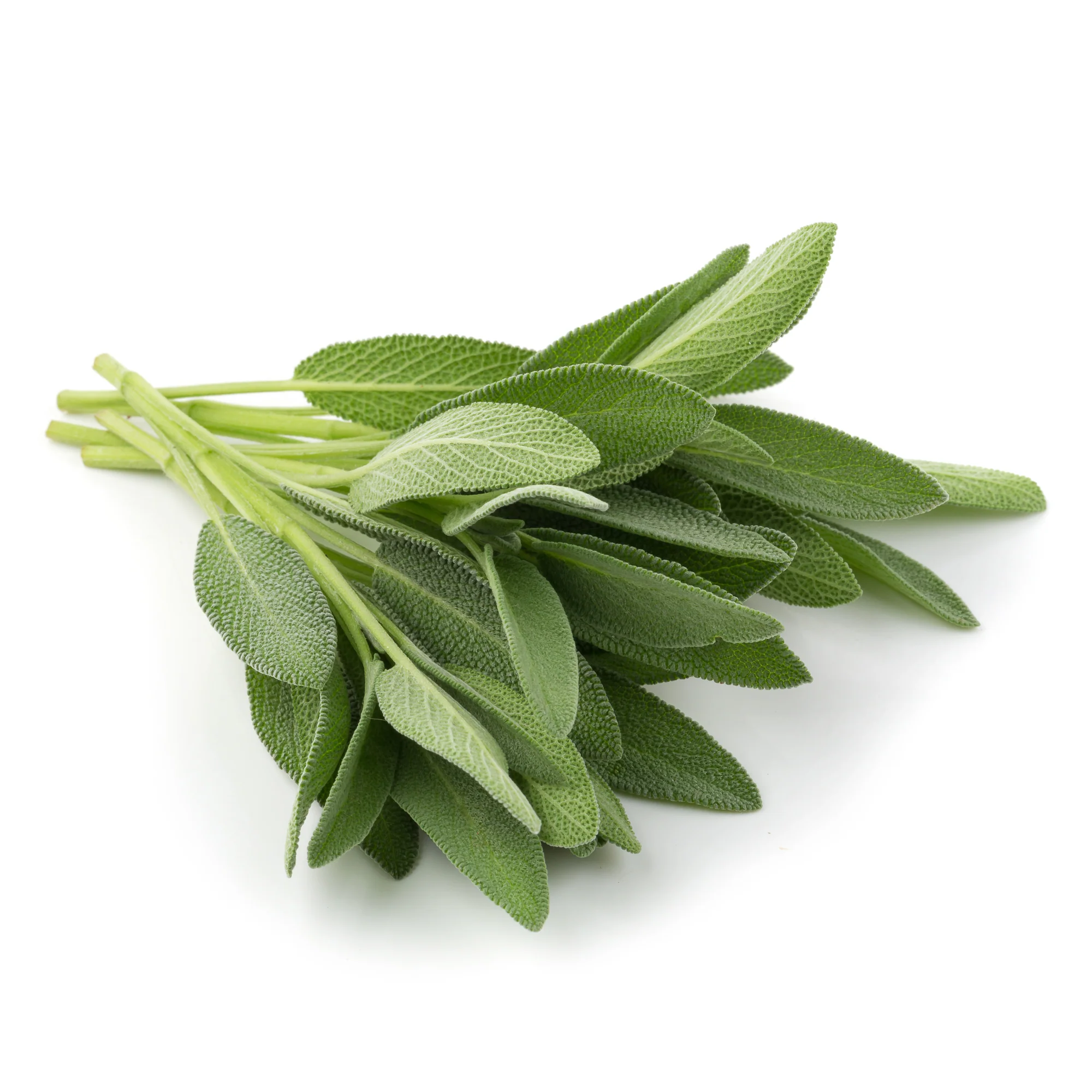FRESH SAGE (20G)
