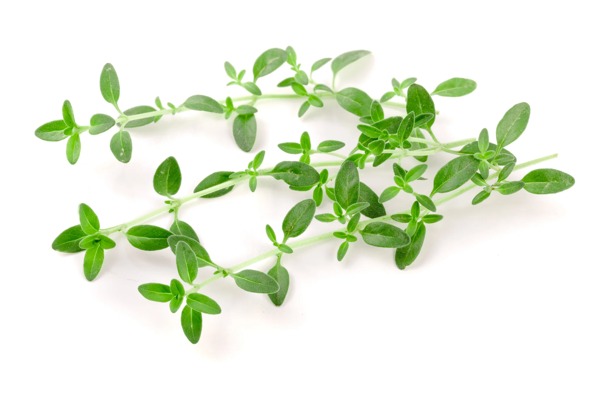 FRESH THYME (20G)