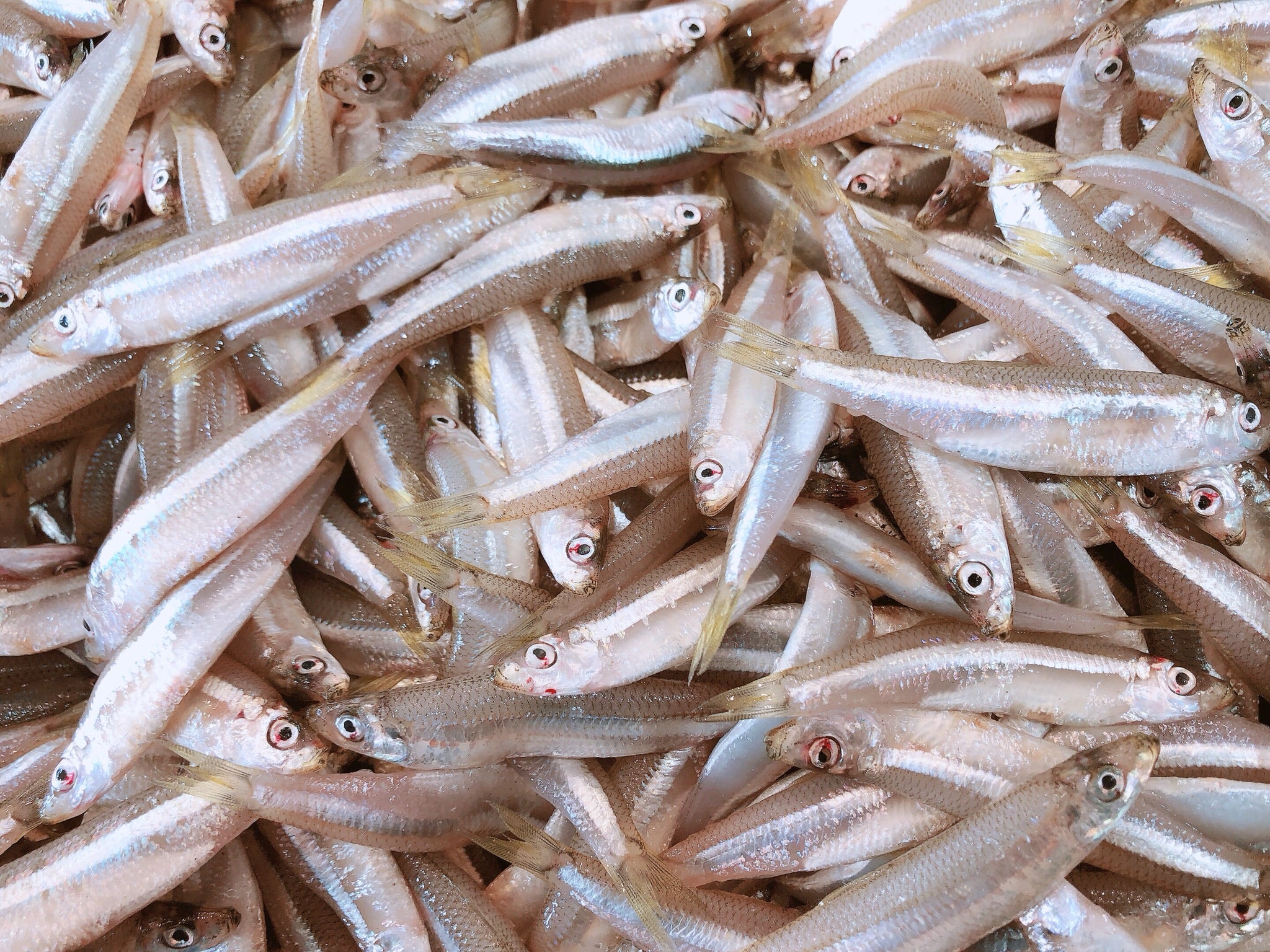 FRESH W.A. WHITE BAIT (MIN 500G)