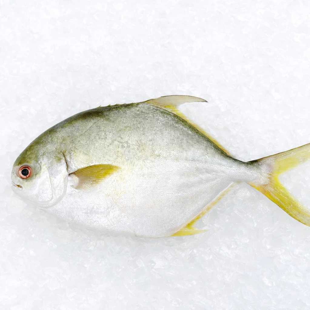 GOLDEN POMFRET 700G - 800G (1 FISH)