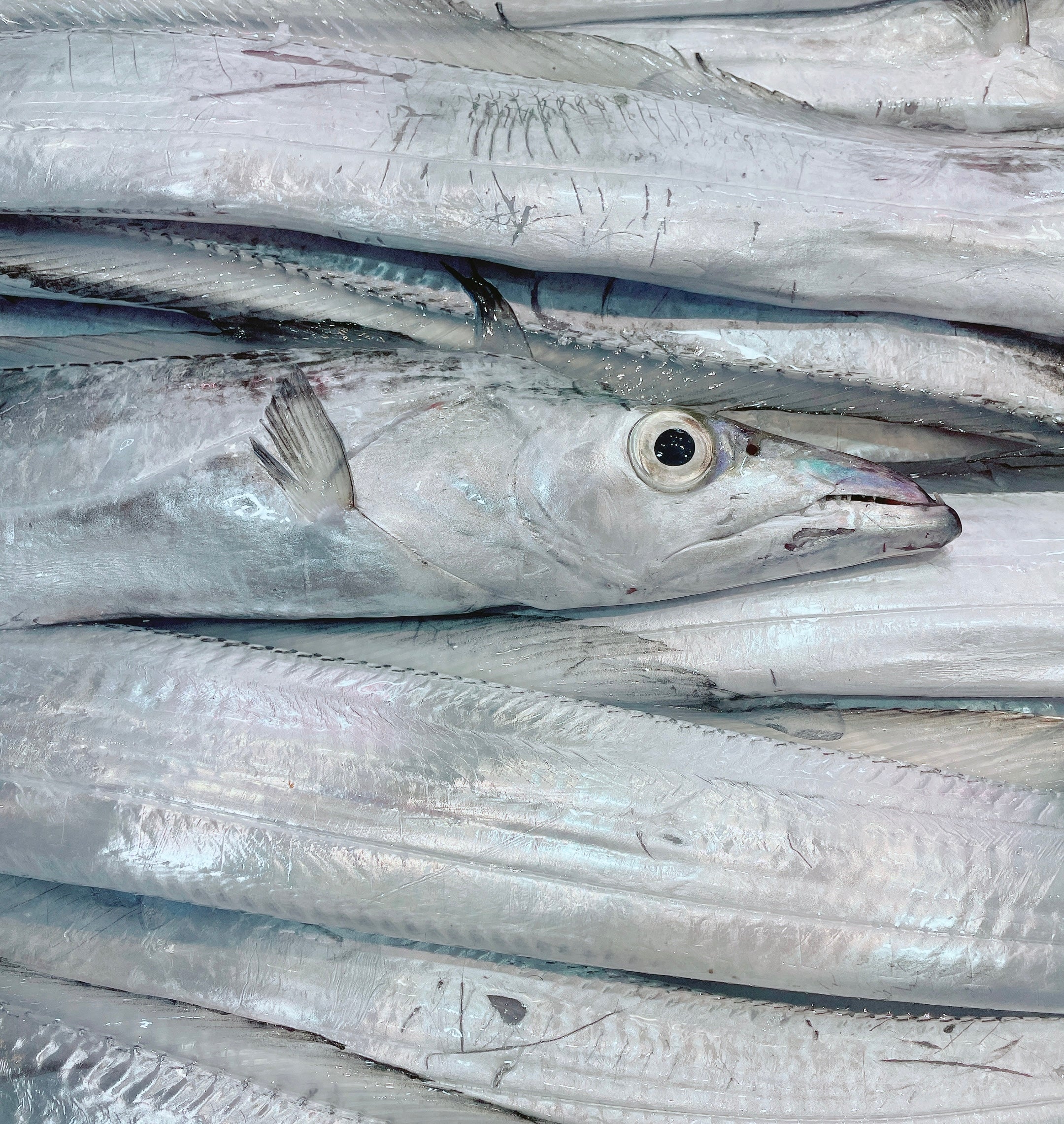 HAIR TAIL 1KG - 1.2KG (1 FISH)