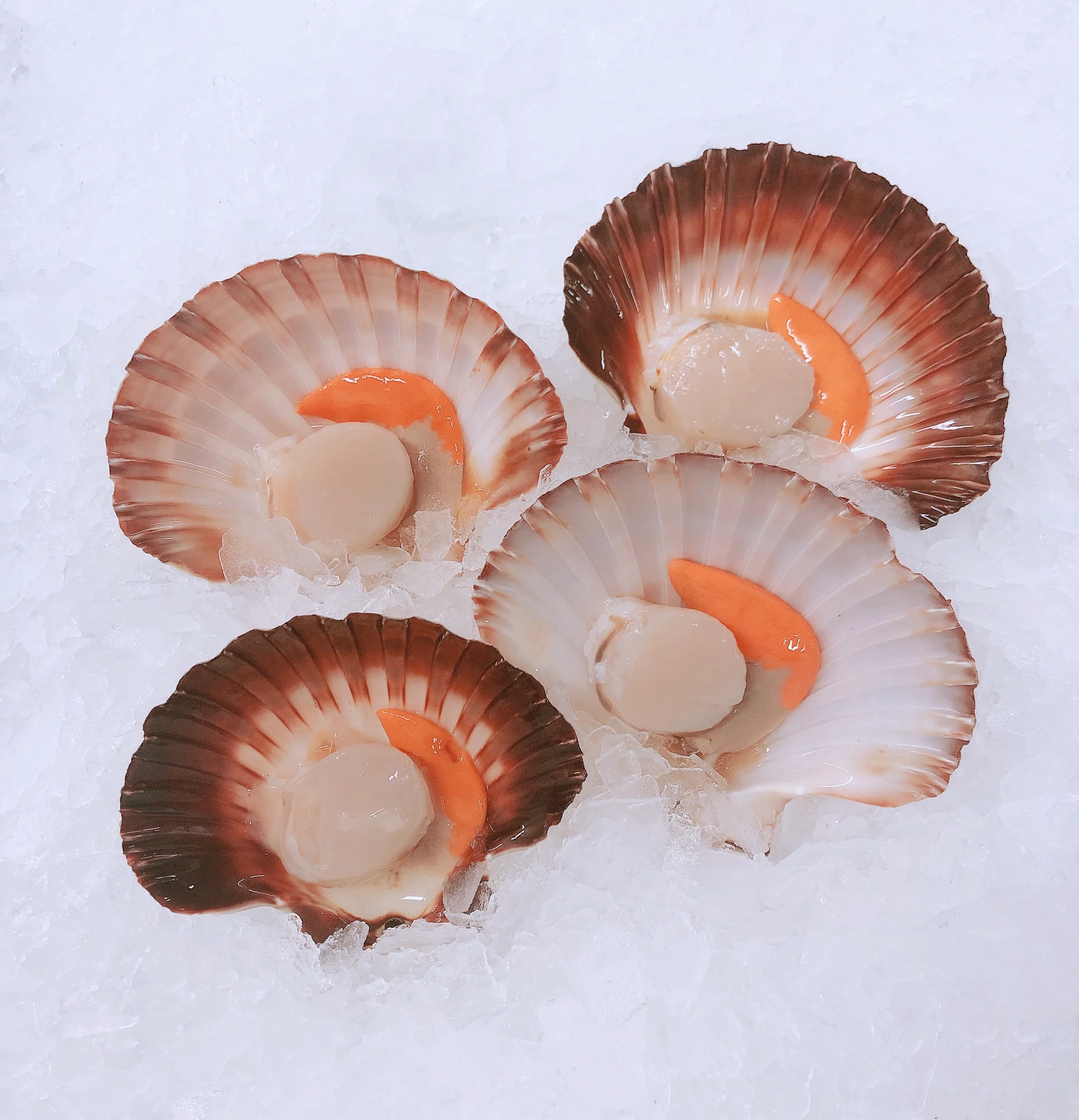 HALF SHELL COMMERCIAL SCALLOPS ROE-ON (1 DOZ)
