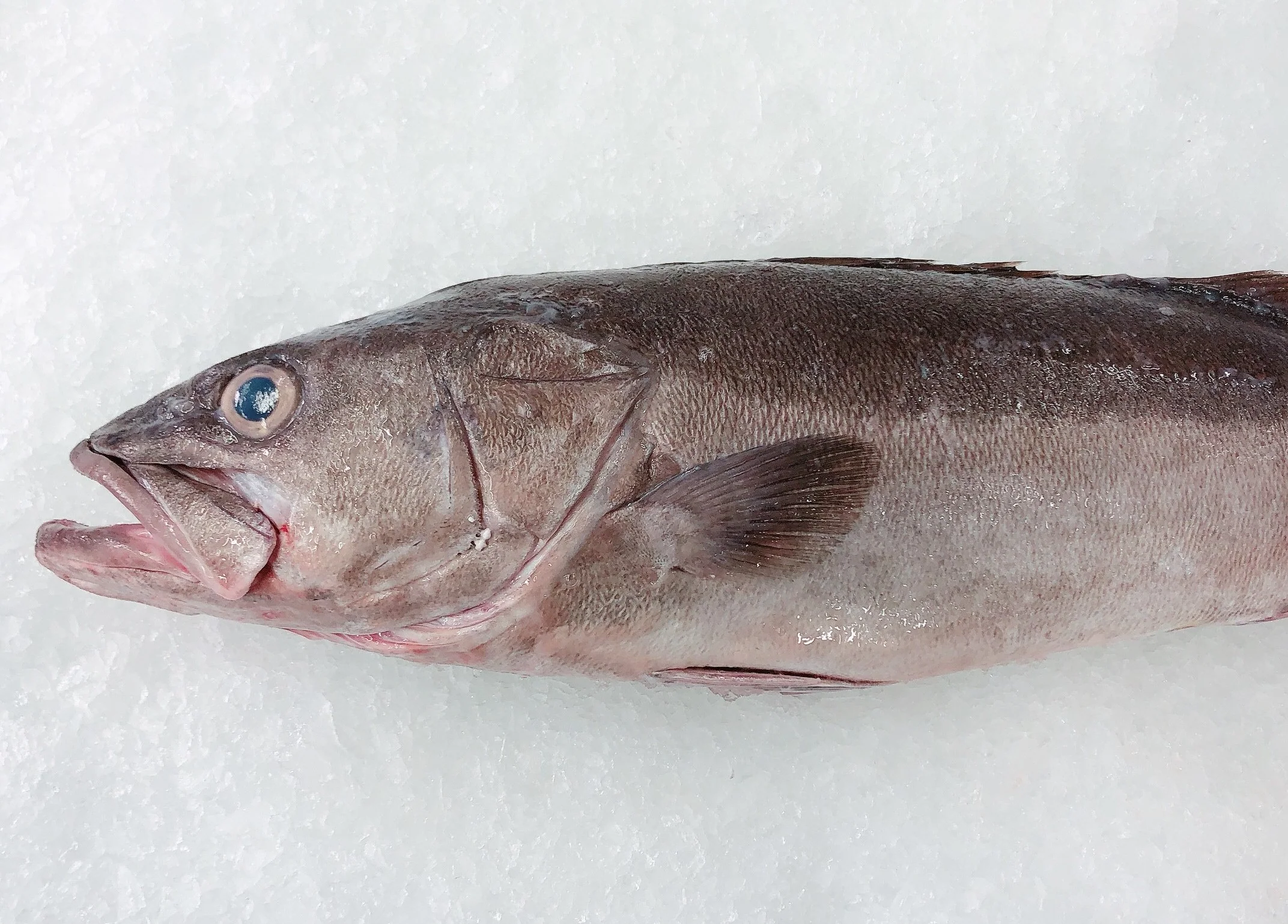 HAPUKU MIN 4KG - 6KG $41.99/KG