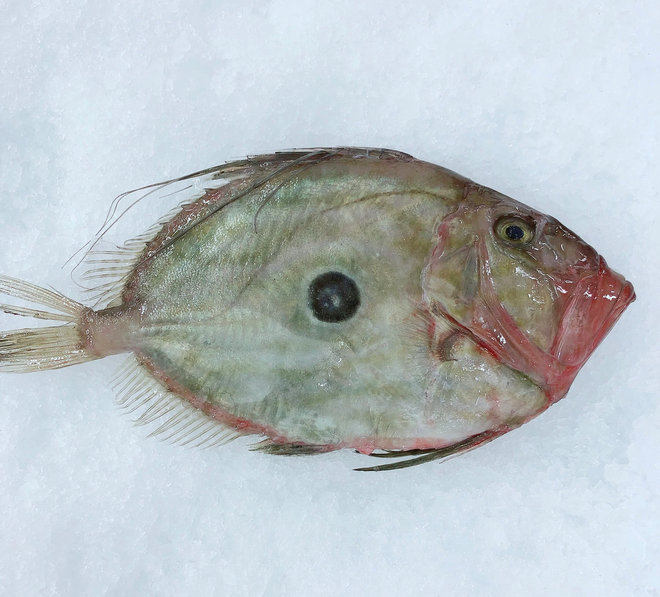 JOHN DORY 800G - 1KG (1 FISH)