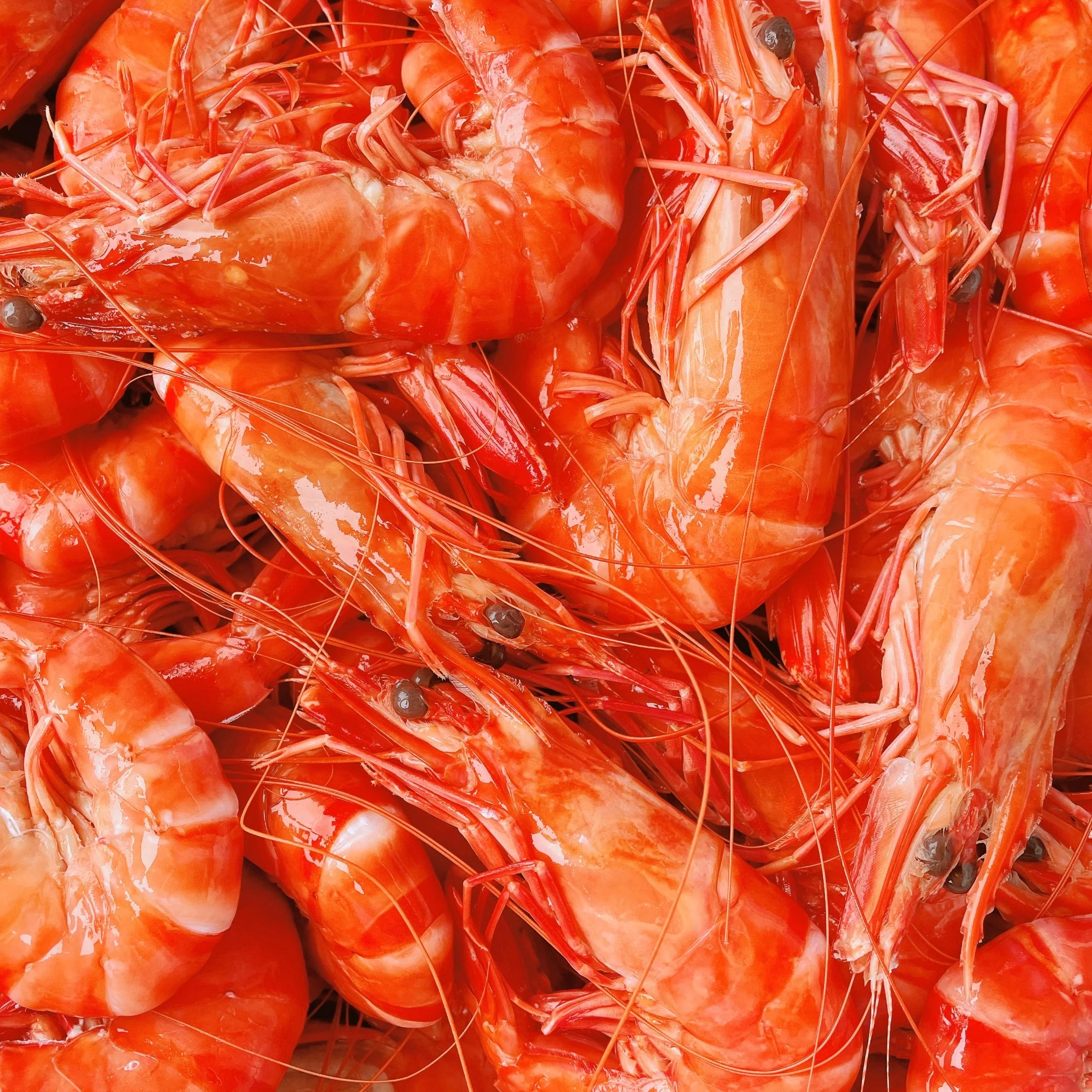 JUMBO COOKED TIGER PRAWNS (MIN 500G)