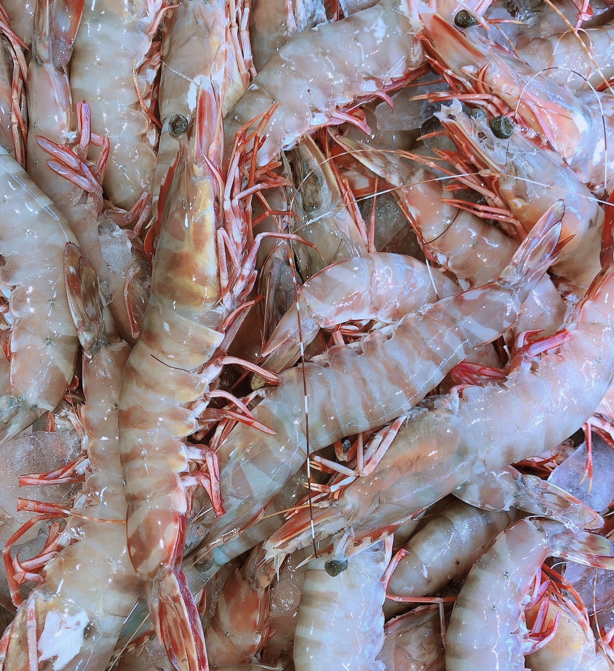 JUMBO GREEN SEA TIGER PRAWNS (MIN 500G)