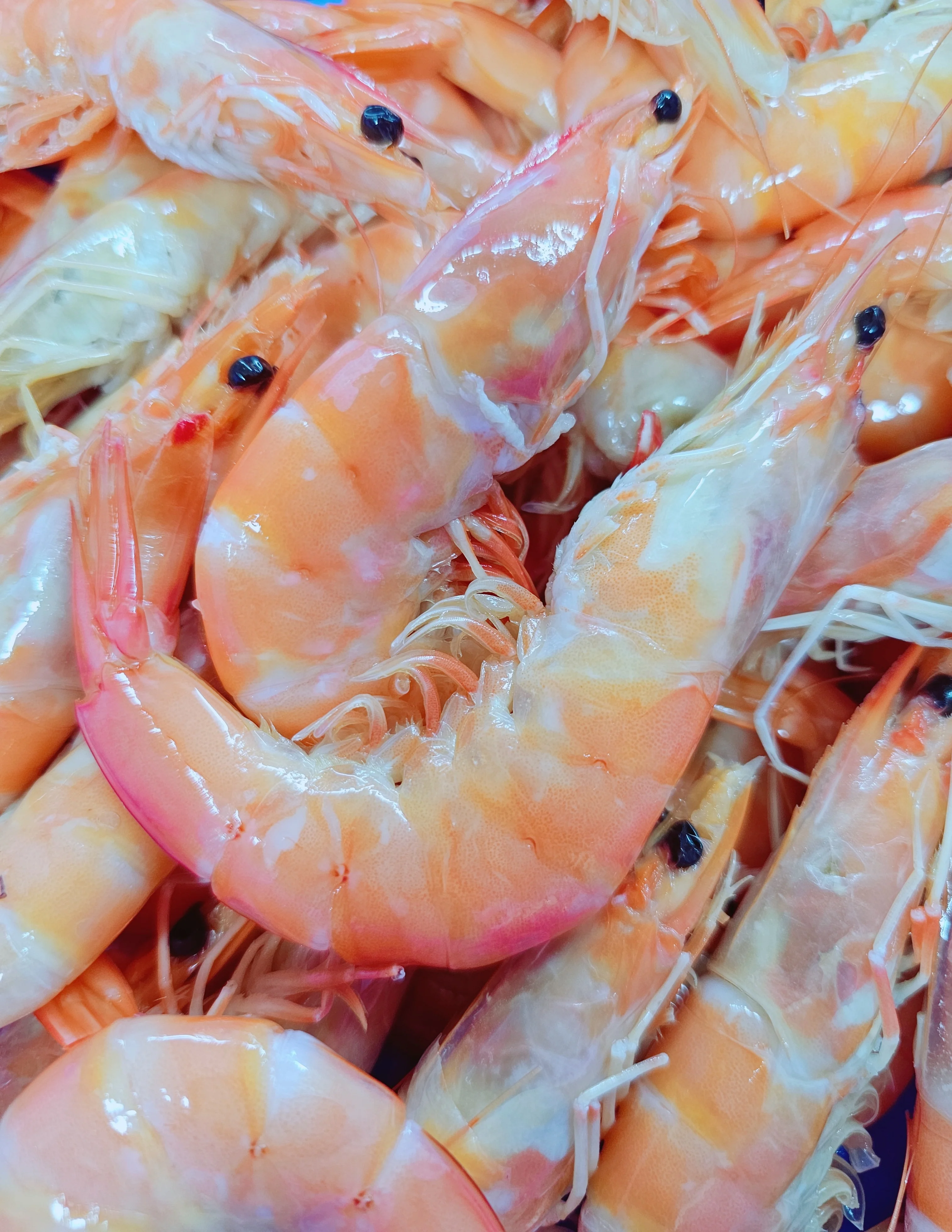 LARGE COOKED VANNAMEI PRAWNS 5KG BOX (FROZEN 10/15)