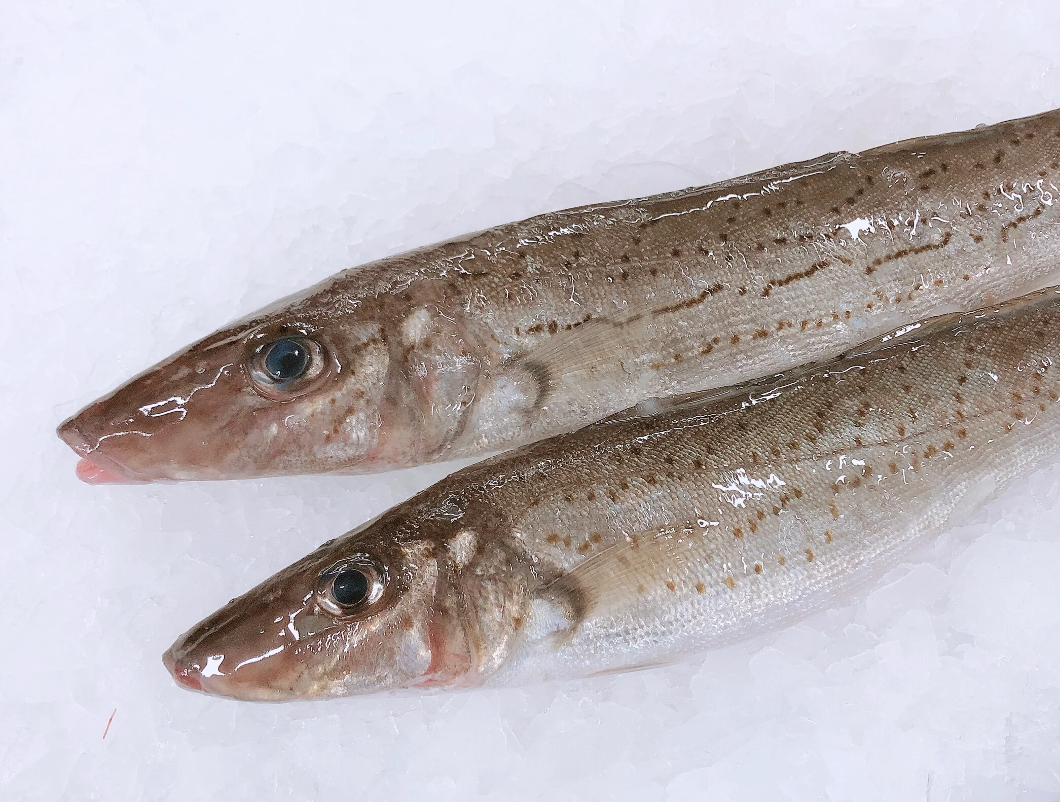 LARGE KING GEORGE WHITING (MIN 1KG)