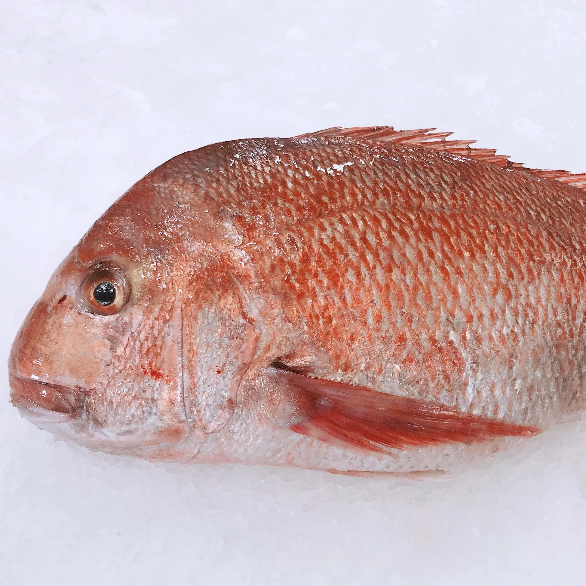 Whole Fish