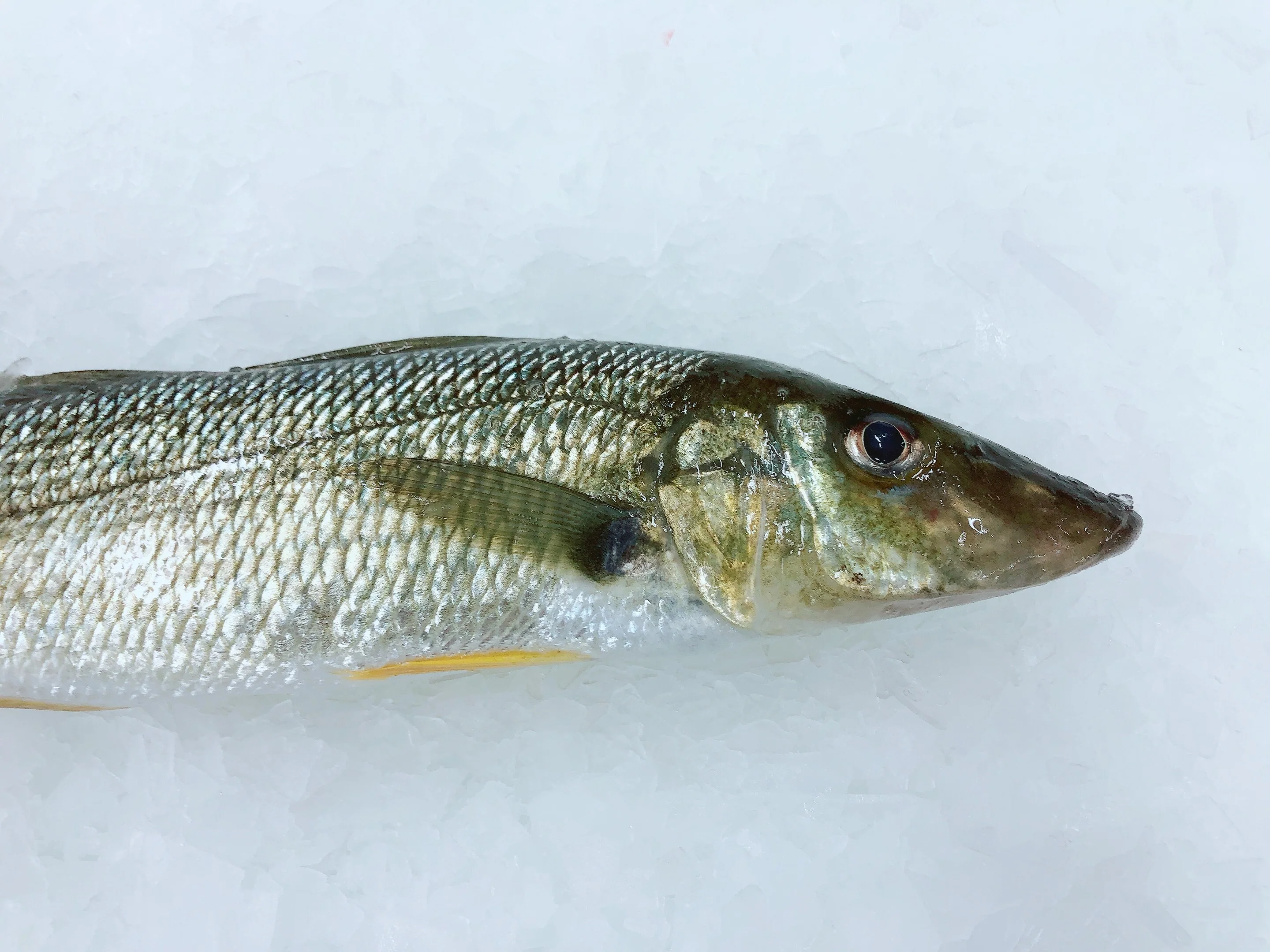 LARGE SAND WHITING (MIN 1KG)