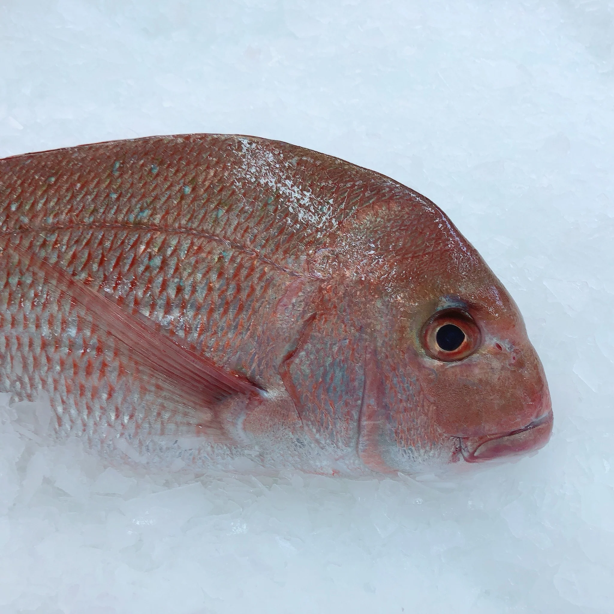 LARGE SNAPPER 1.4KG - 1.5KG (1 FISH)