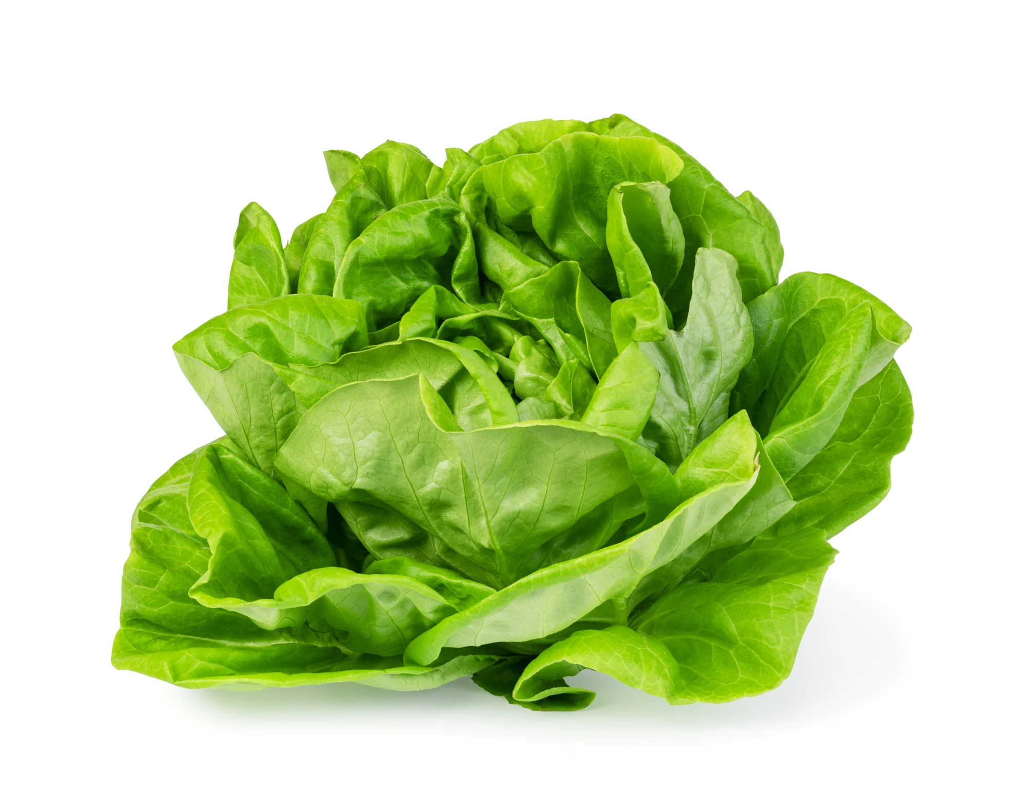 LETTUCE BUTTER (1 BUNCH)