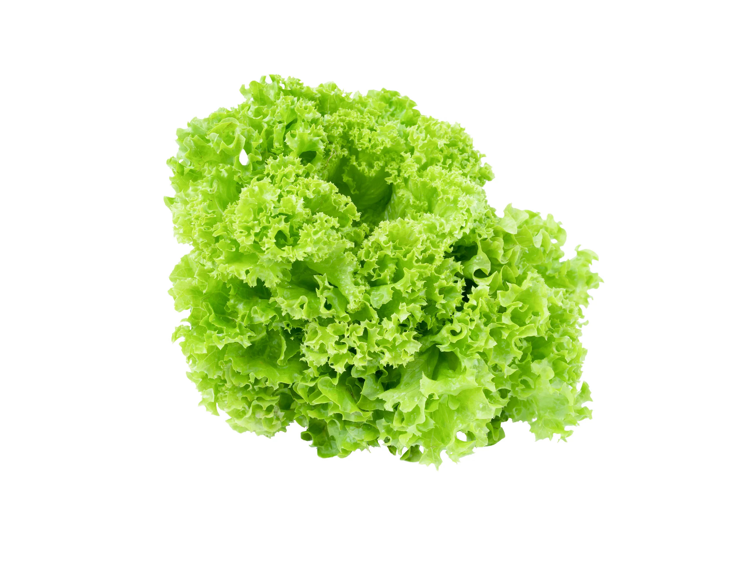 LETTUCE GREEN CORAL (1 BUNCH)