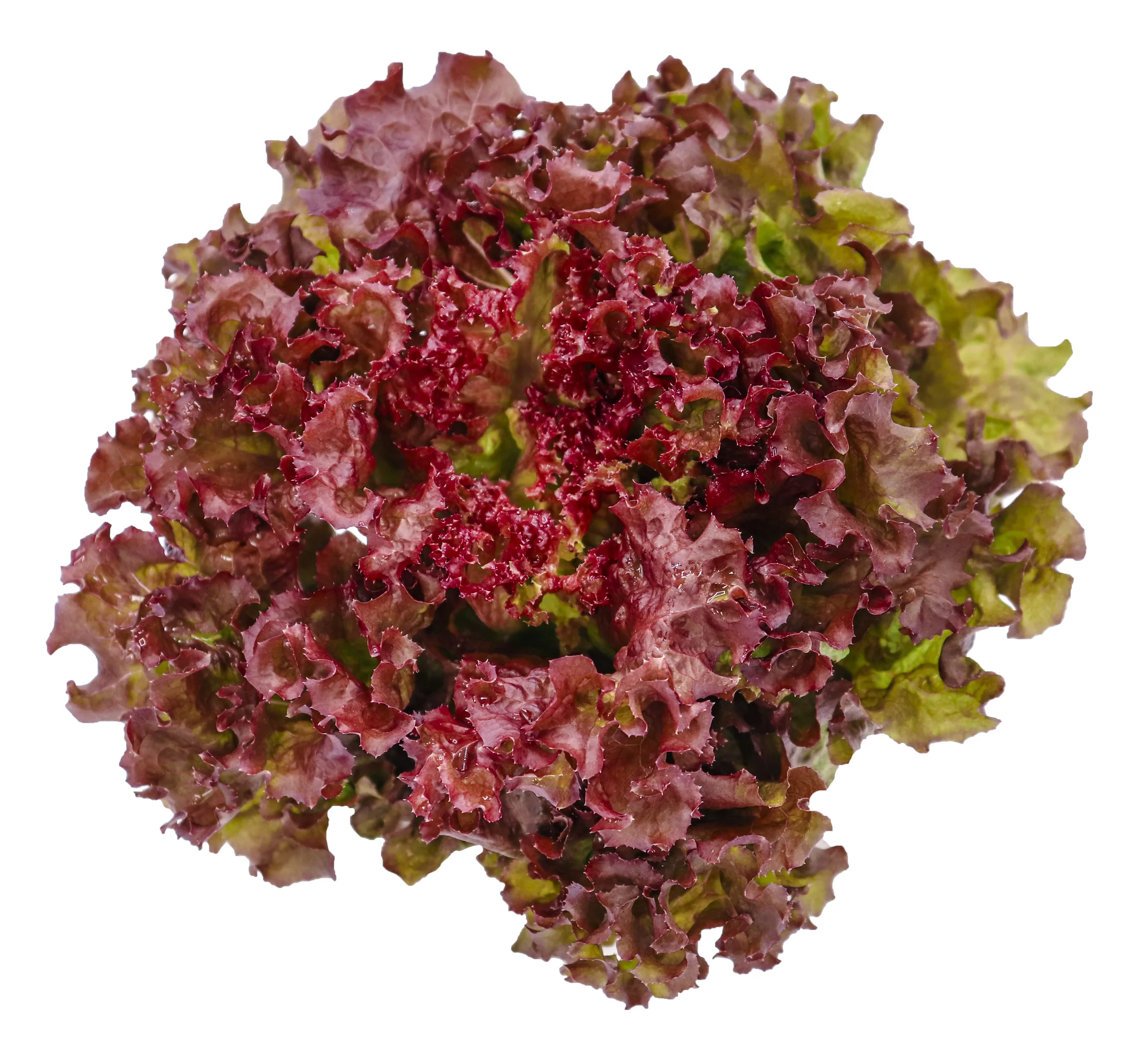 LETTUCE RED CORAL (1 BUNCH)