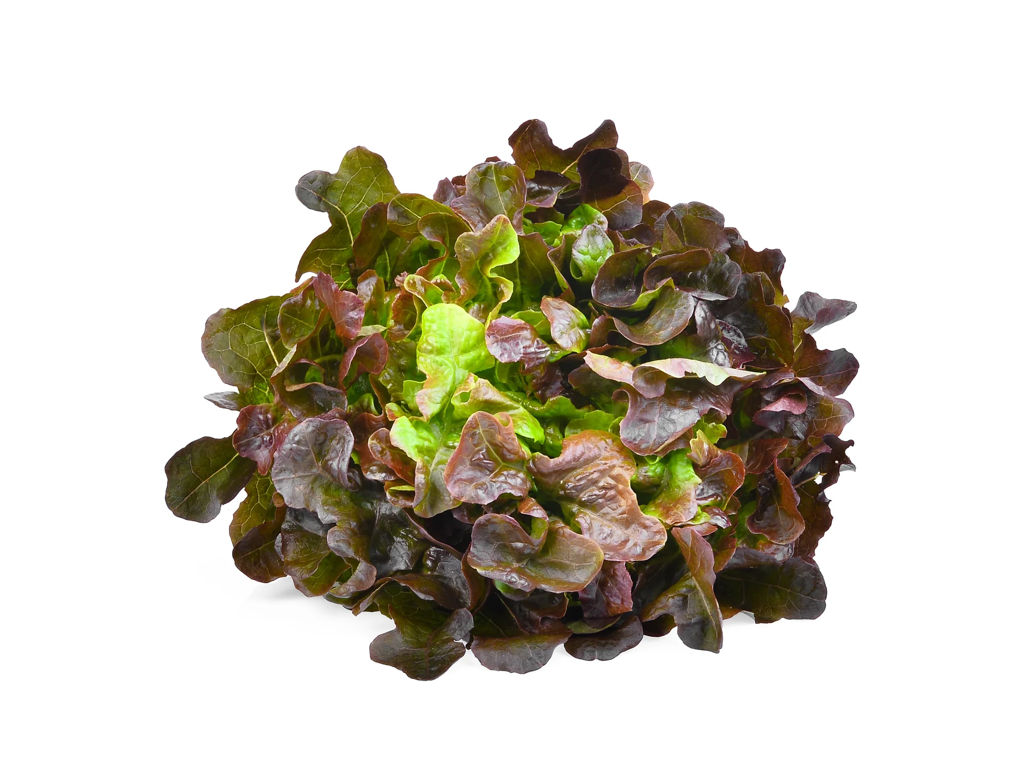 LETTUCE RED OAK (1 BUNCH)