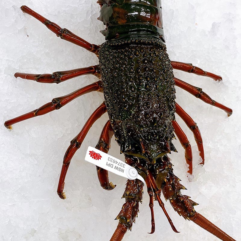 LIVE EASTERN (LOCAL) ROCK LOBSTERS 1.4KG - 1.6KG