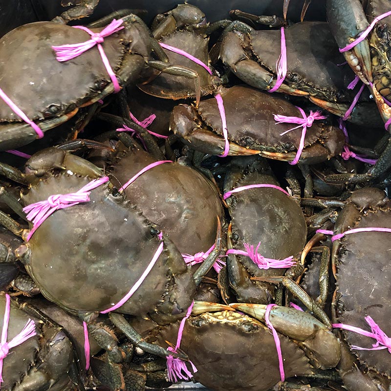 LIVE FEMALE MUD CRABS 400G - 500G (1 CRAB)