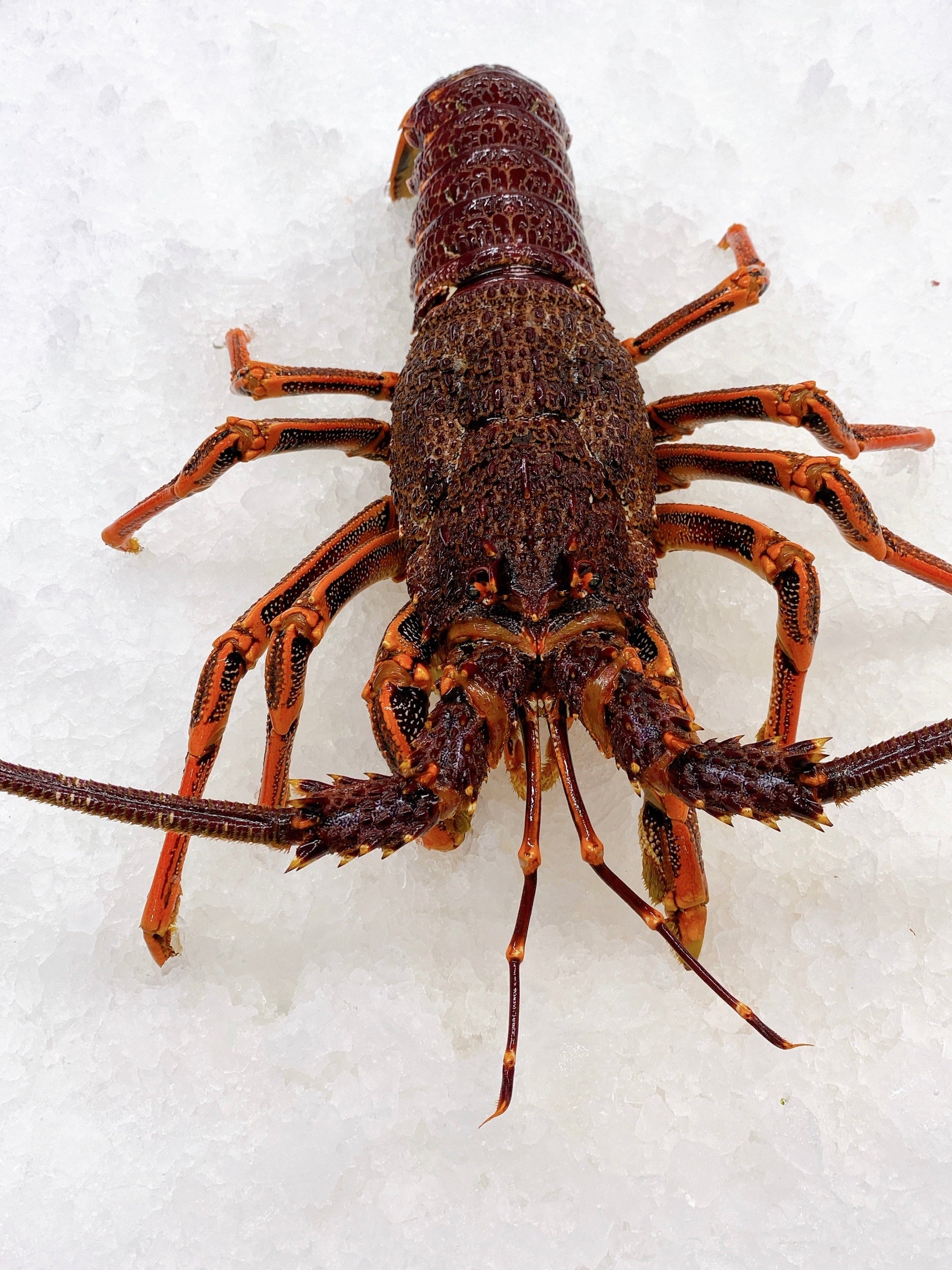 LIVE SOUTHERN (TASMANIAN) ROCK LOBSTERS 1.4KG - 1.6KG